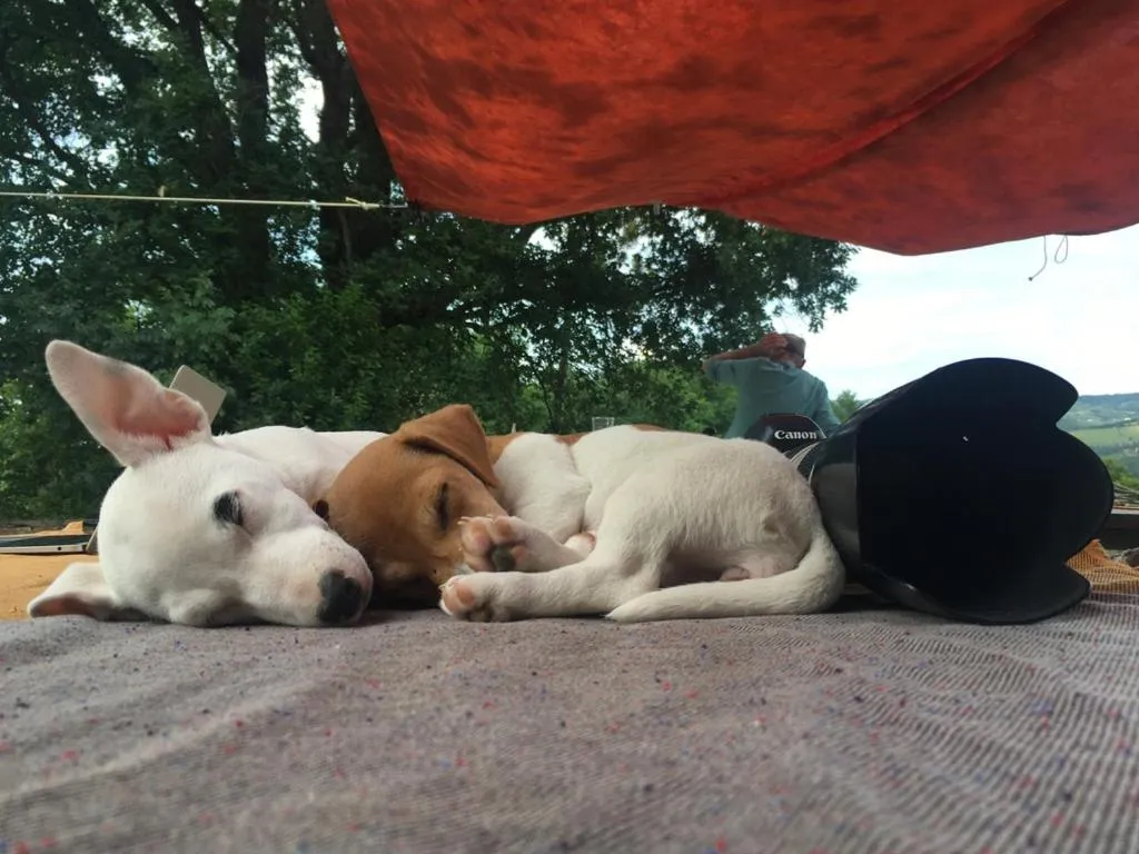 Pets in Campora House