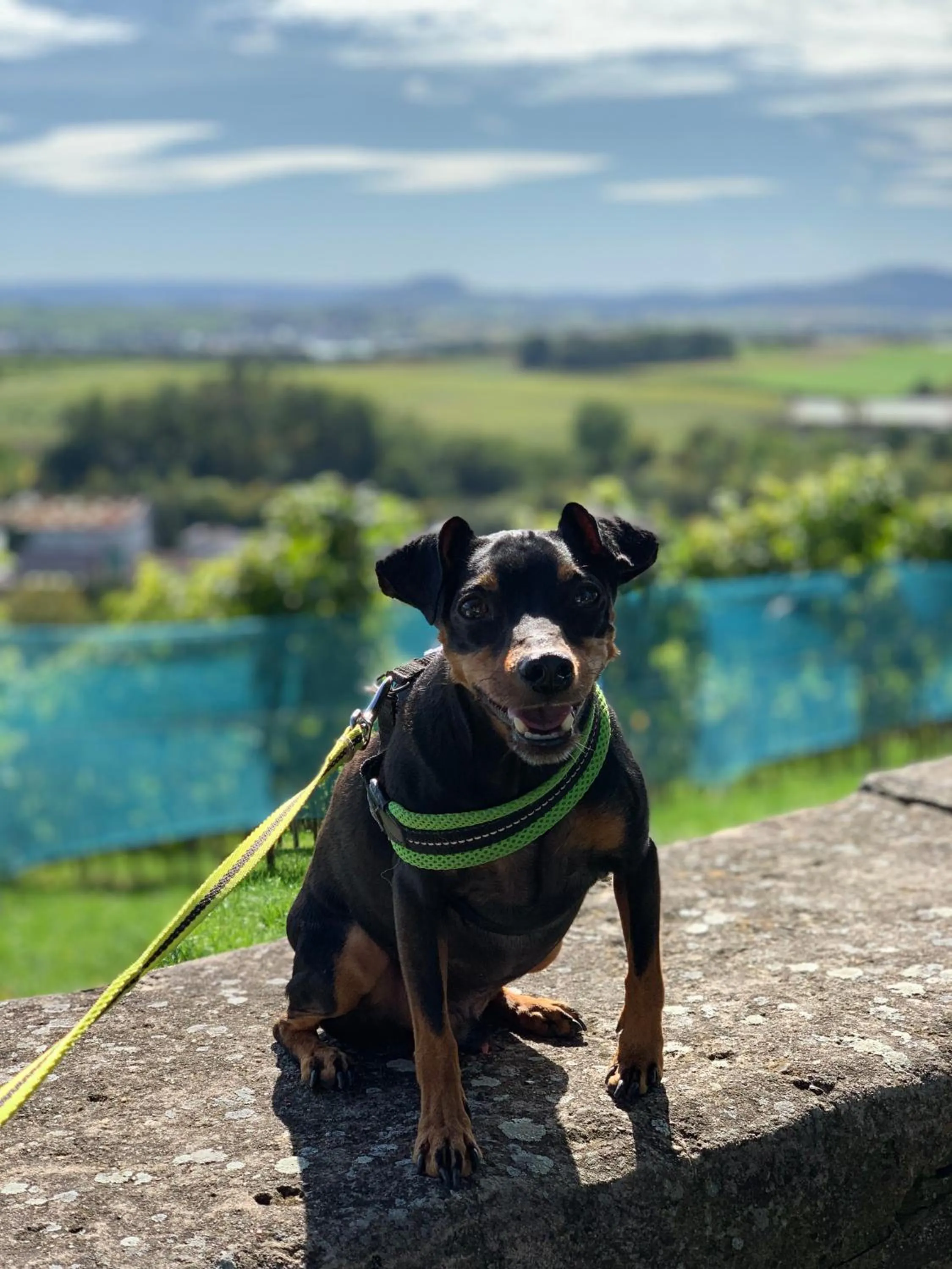 Animals in Sali Homes - GaesteHaus Lamm Obersulm