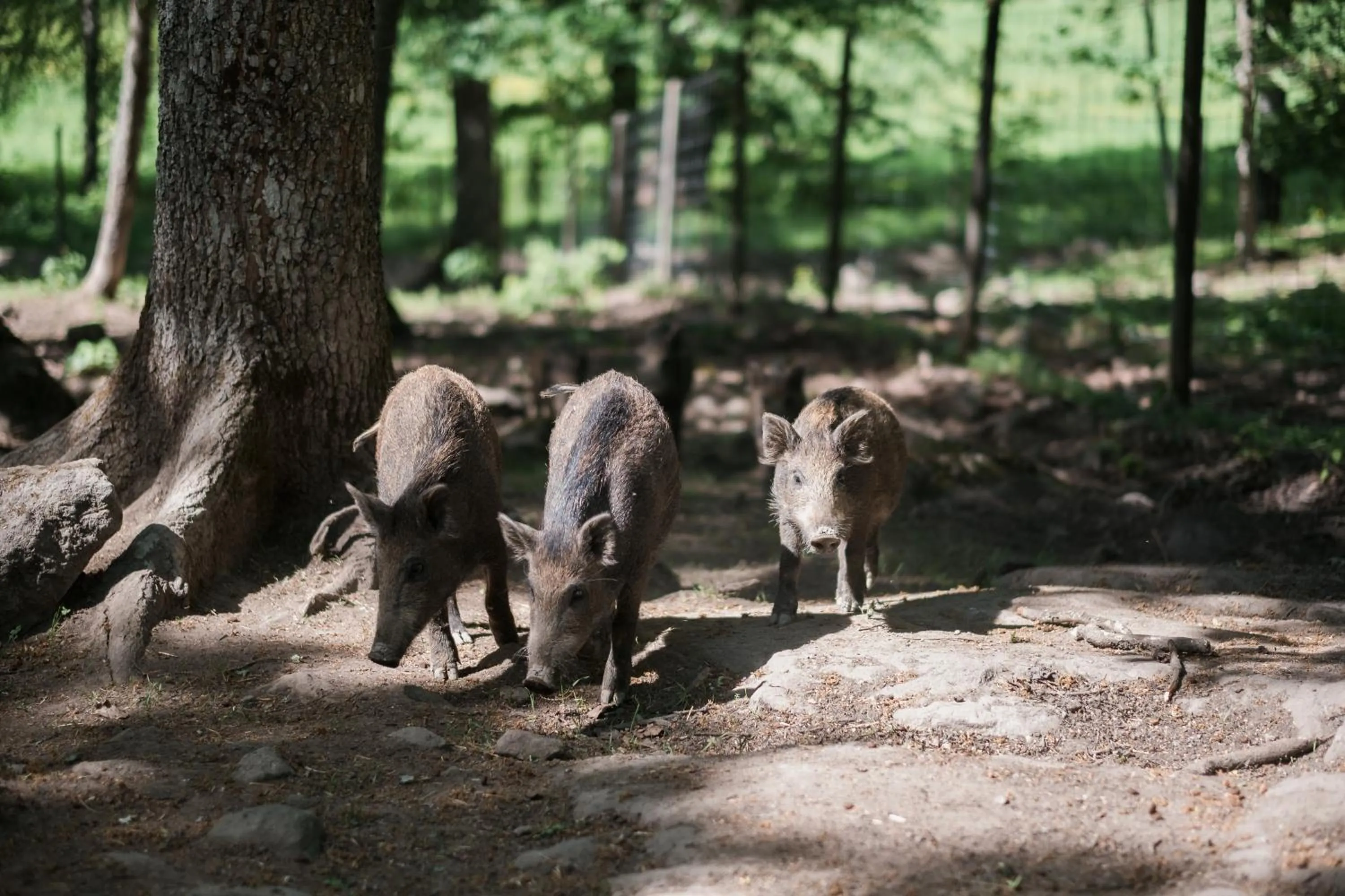 Day in Öster Malma vandrarhem