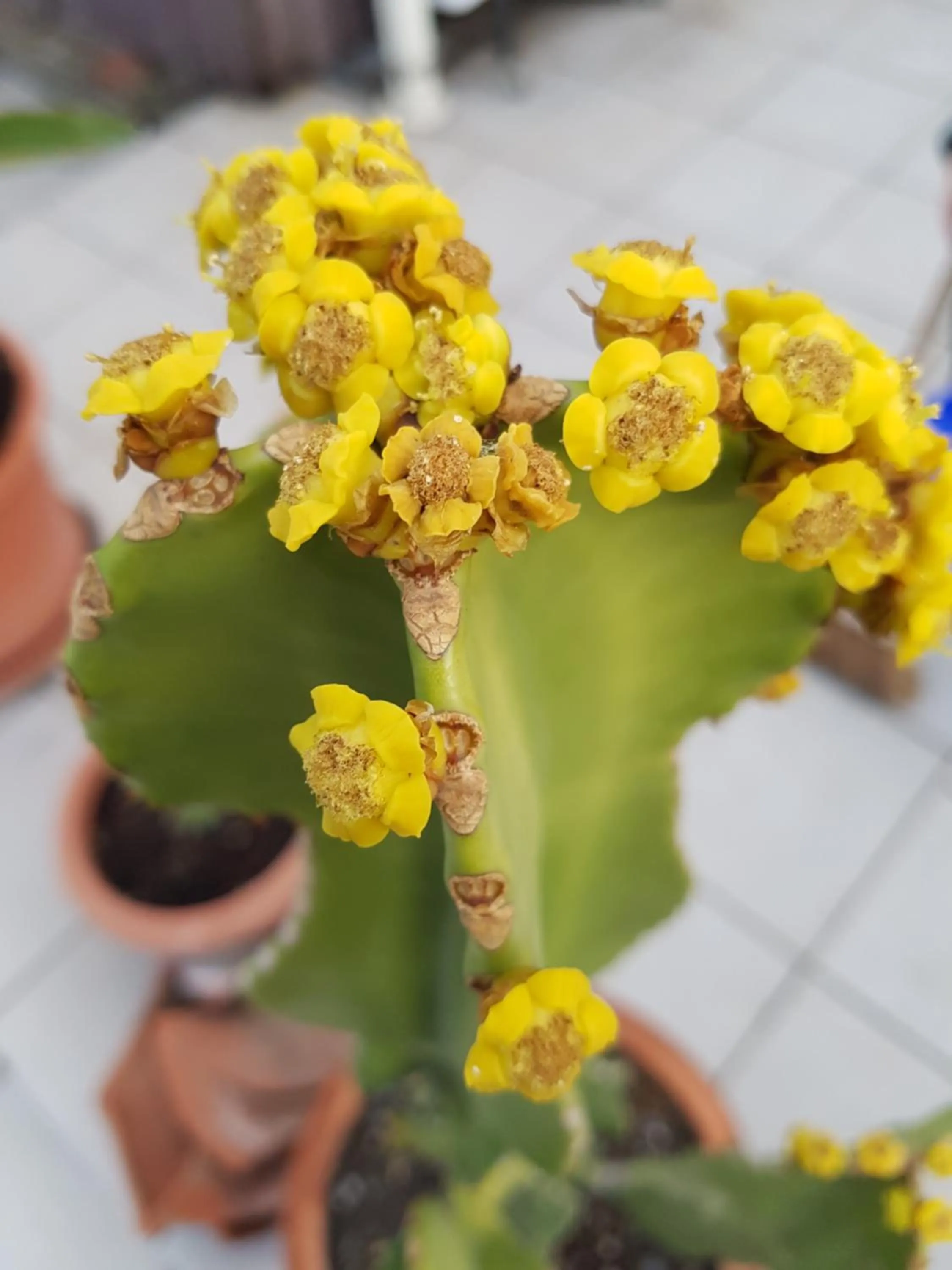 Garden in Residenza Del Turista