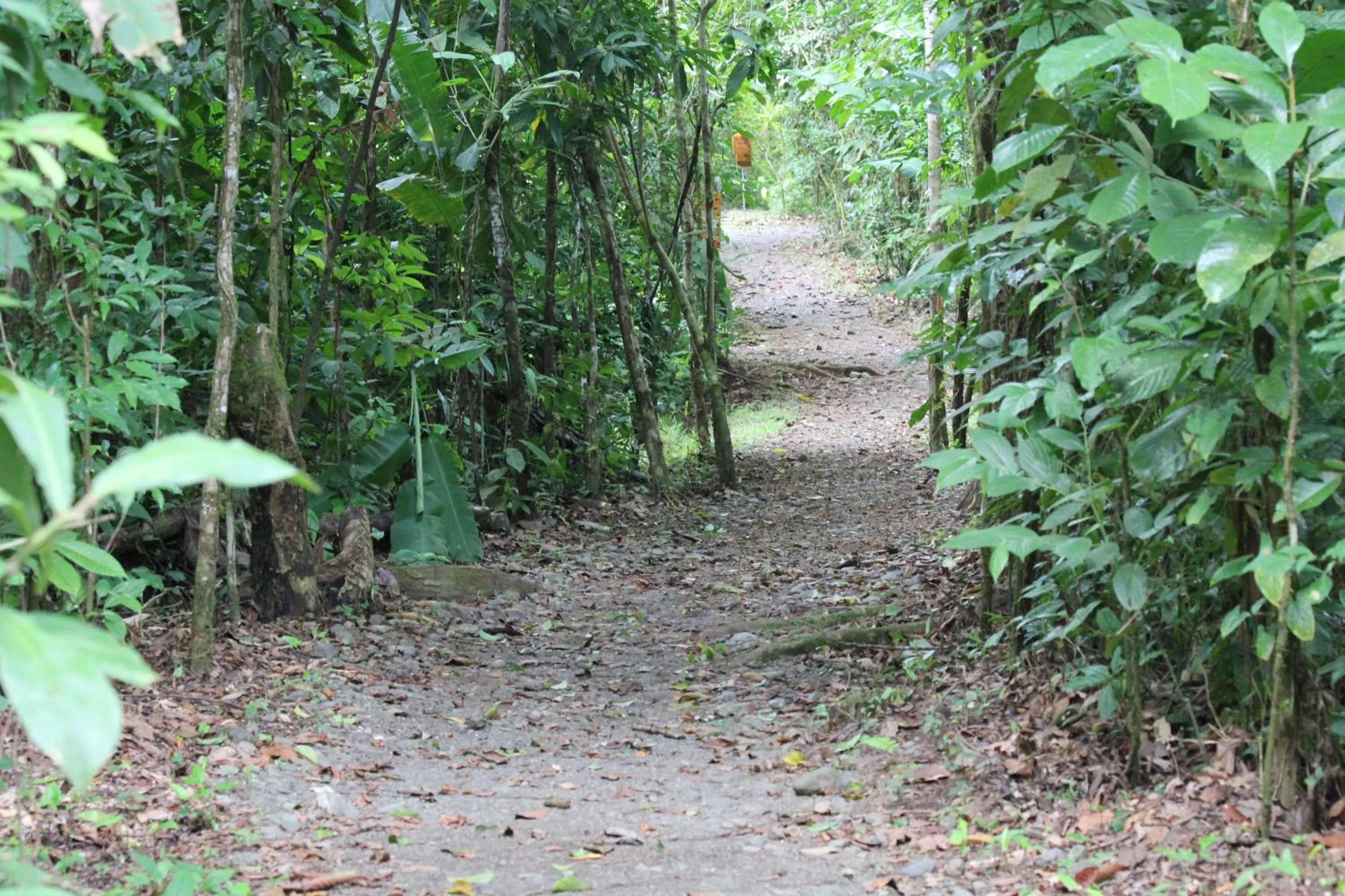 Area and facilities in Danta Corcovado Lodge