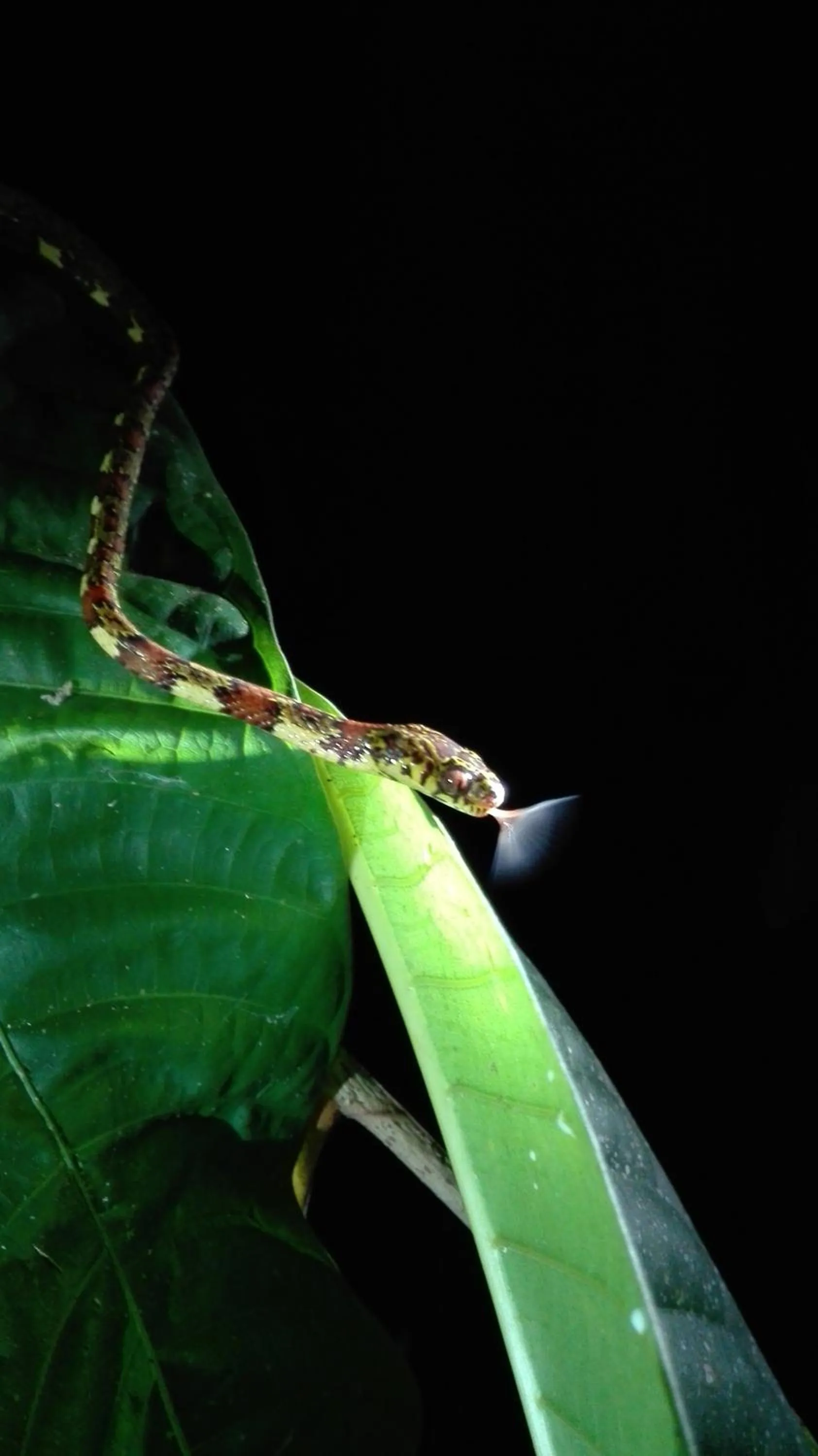 Garden in Danta Corcovado Lodge