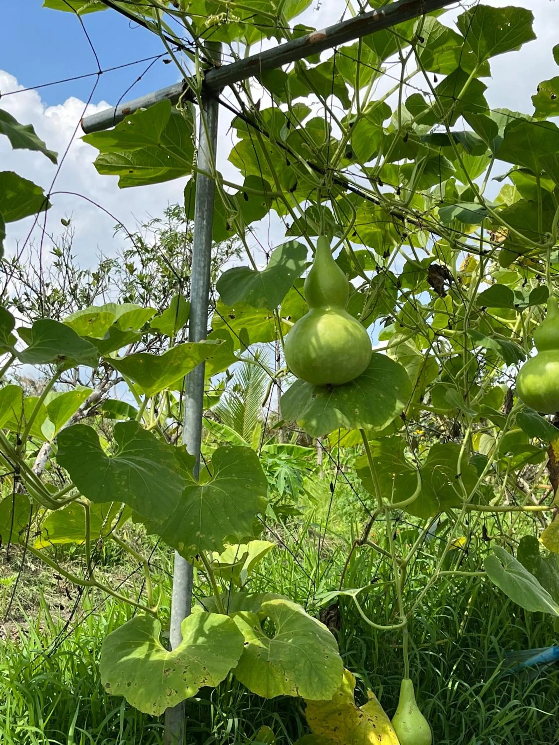 Day in Cato Homestay