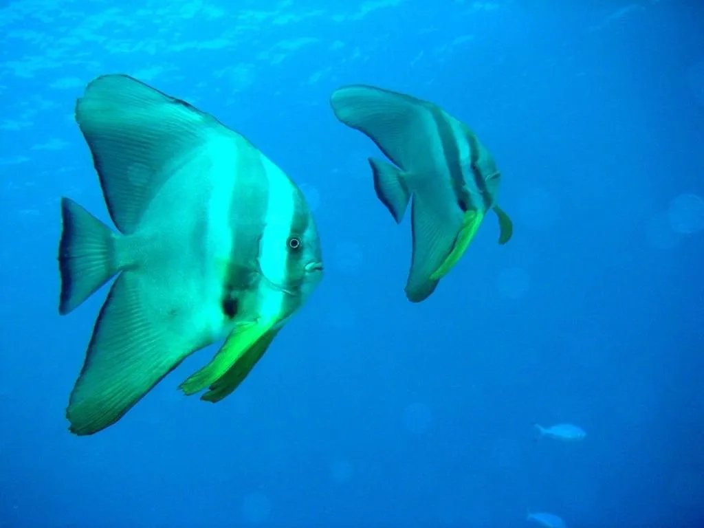 Animals in Camiguin Volcan Beach Eco Retreat & Dive Resort