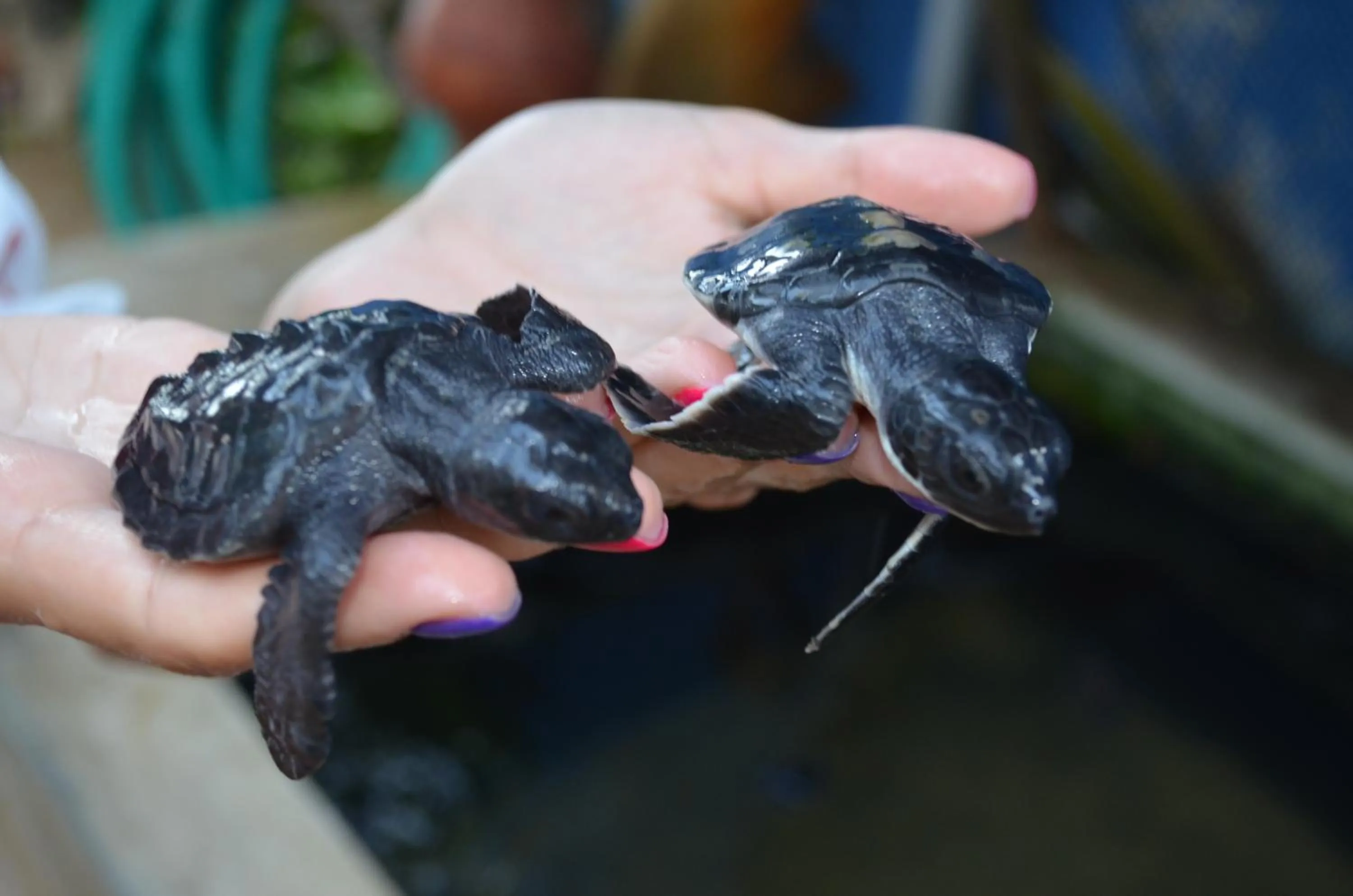 Animals in Thaproban Pavilion Resort and Spa