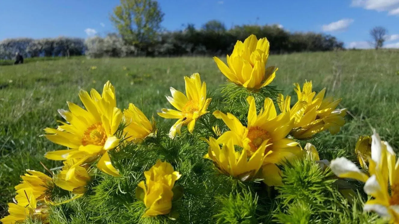 Natural landscape in Viadrina Rooms & Apartments Frankfurt-Oder am Park im Zentrum