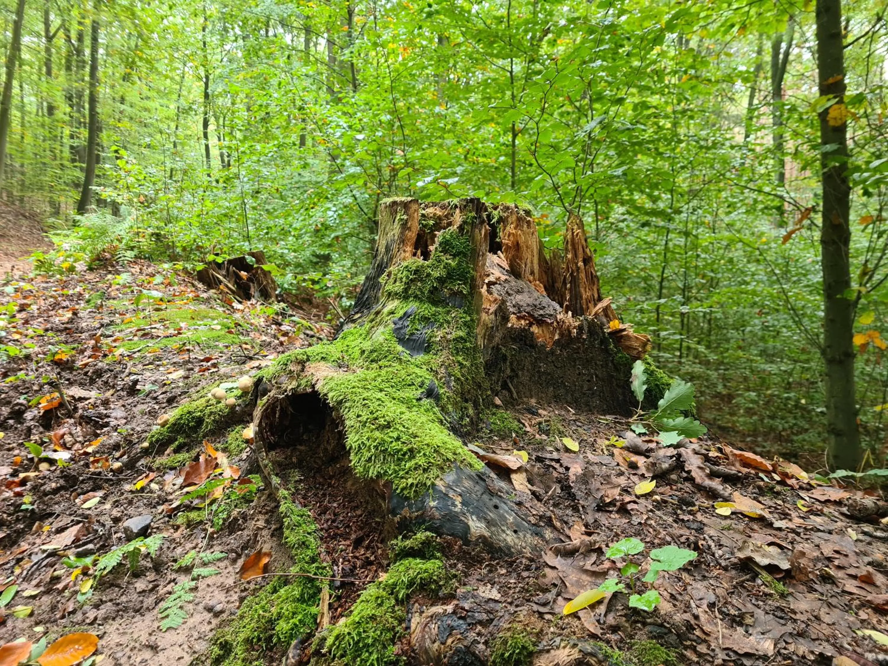 Viadrina Rooms & Apartments Frankfurt-Oder am Park im Zentrum