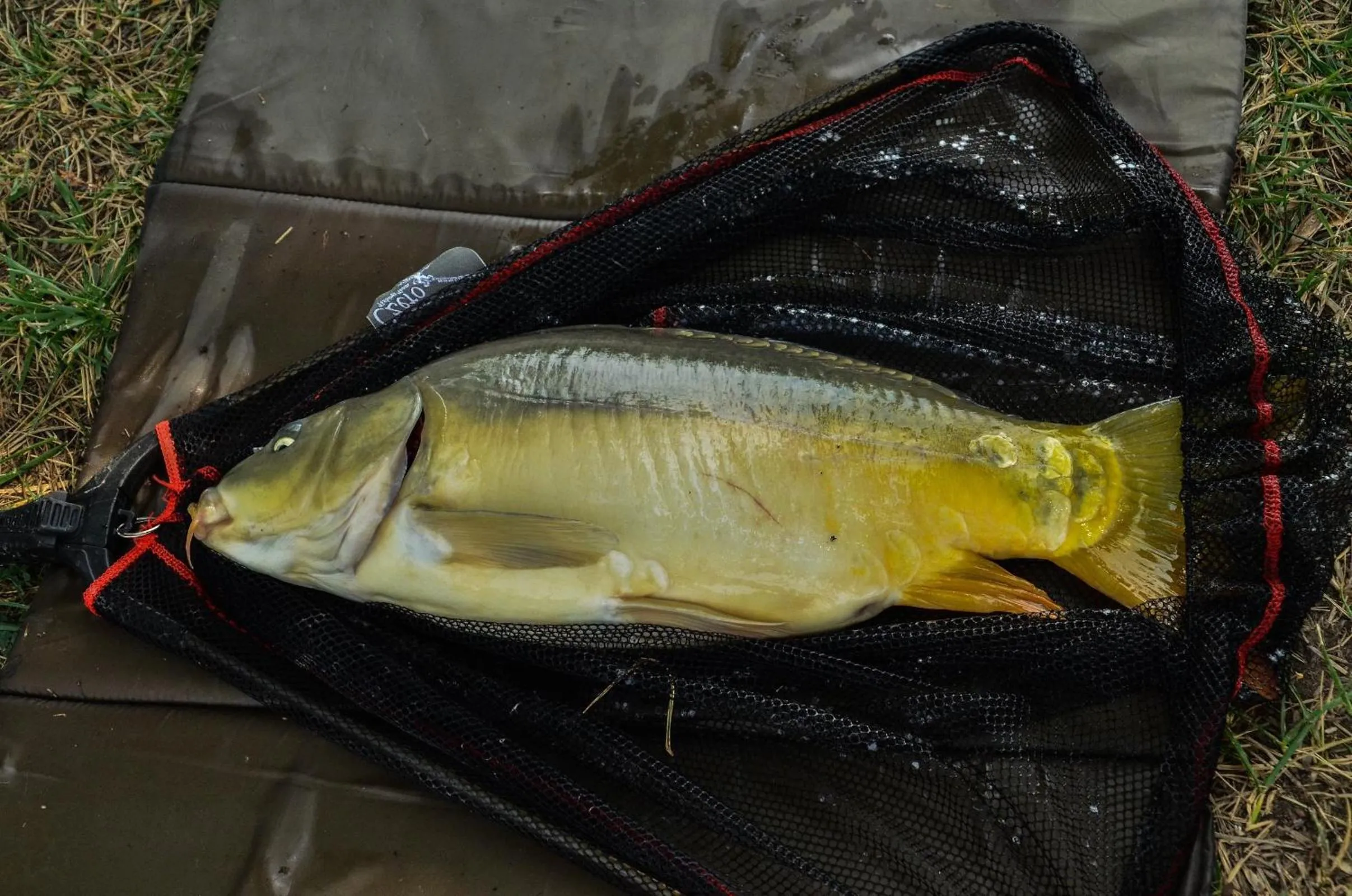 Fishing in Antal-tavi Fogadó és Horgászparadicsom