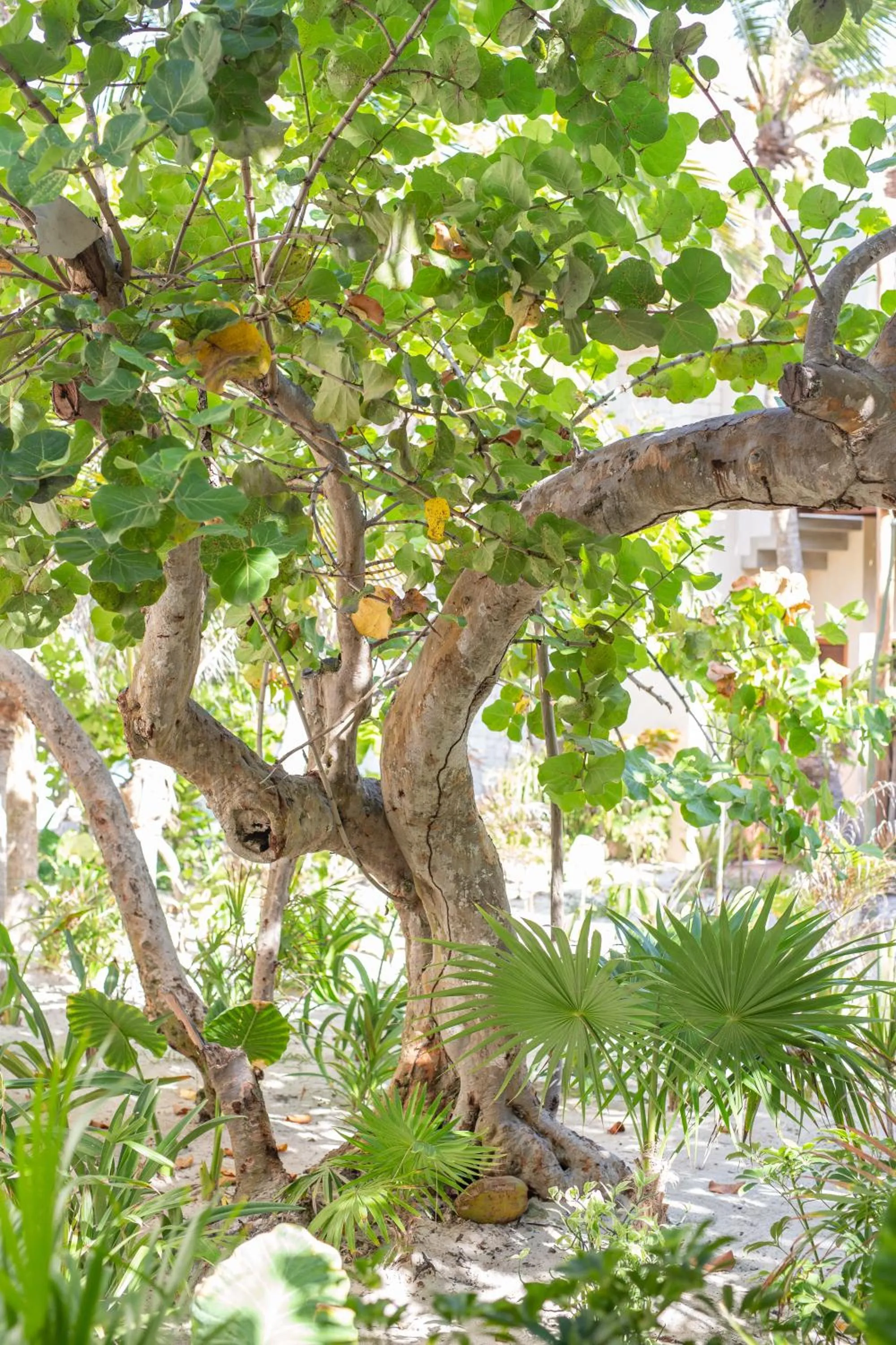 Garden in Hotel Ma'xanab Tulum