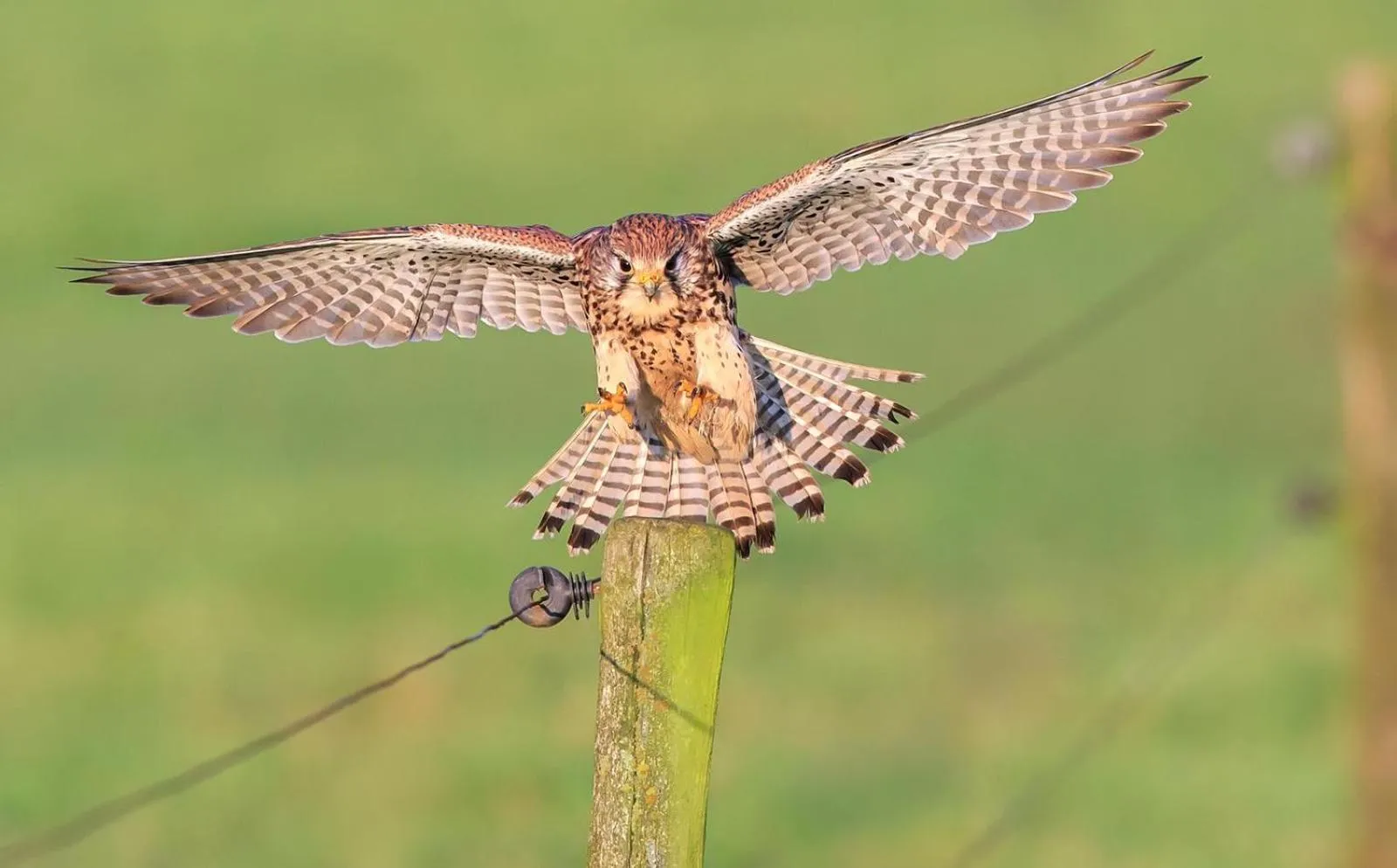 Natural landscape in B&B de Linge