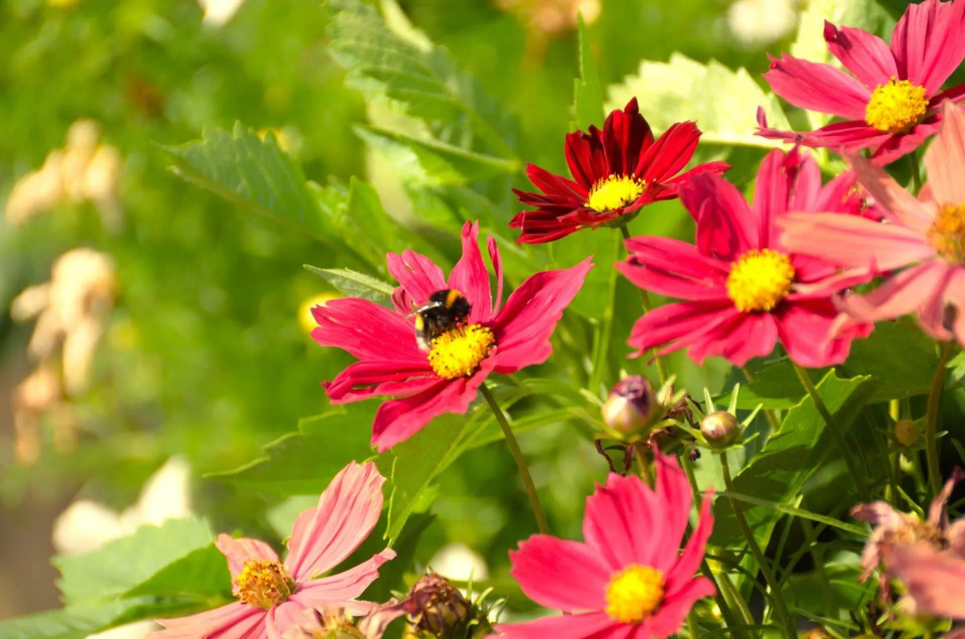 Garden in Lizz Hotel Munich