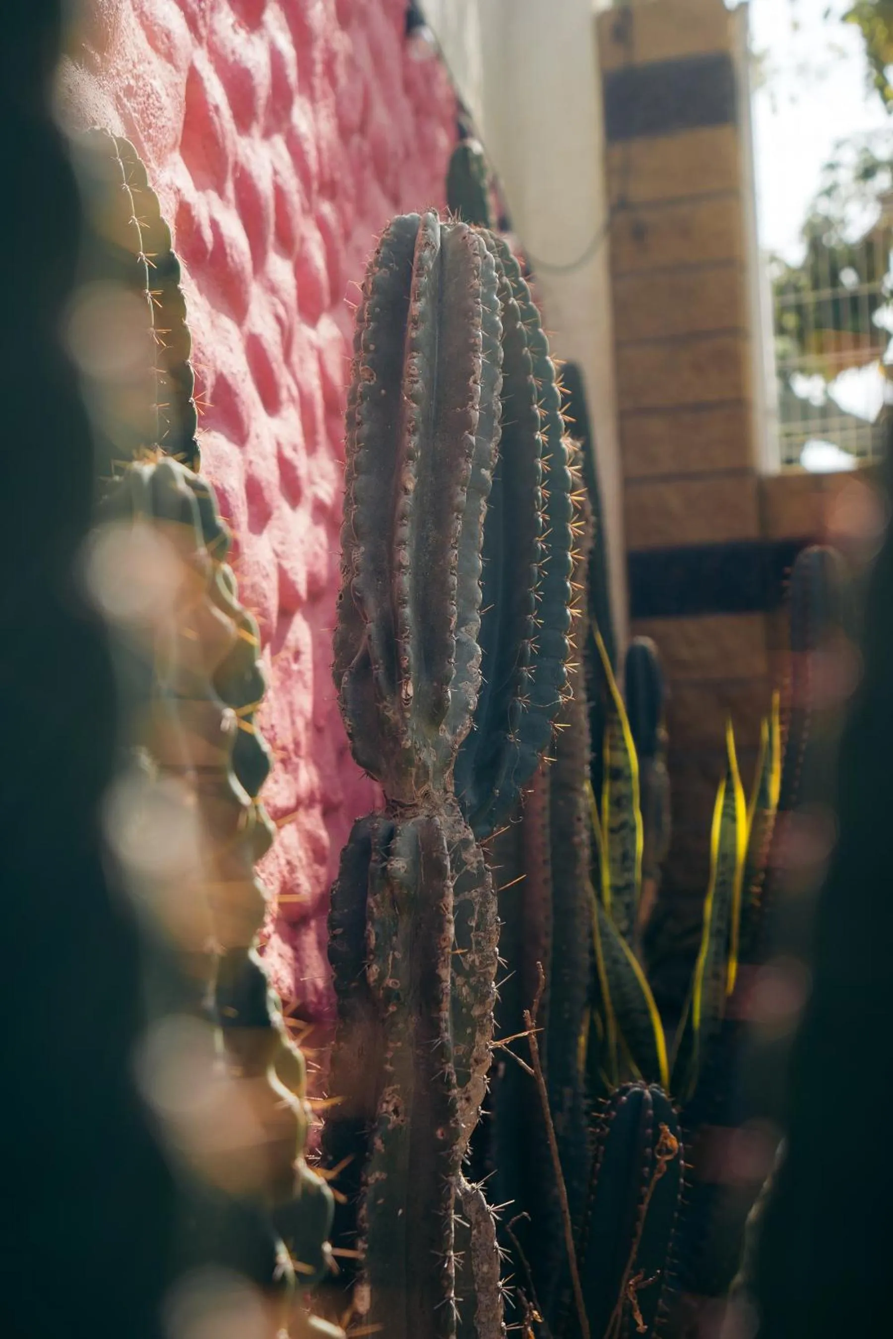 Garden in Nuiya Hoteles Centro