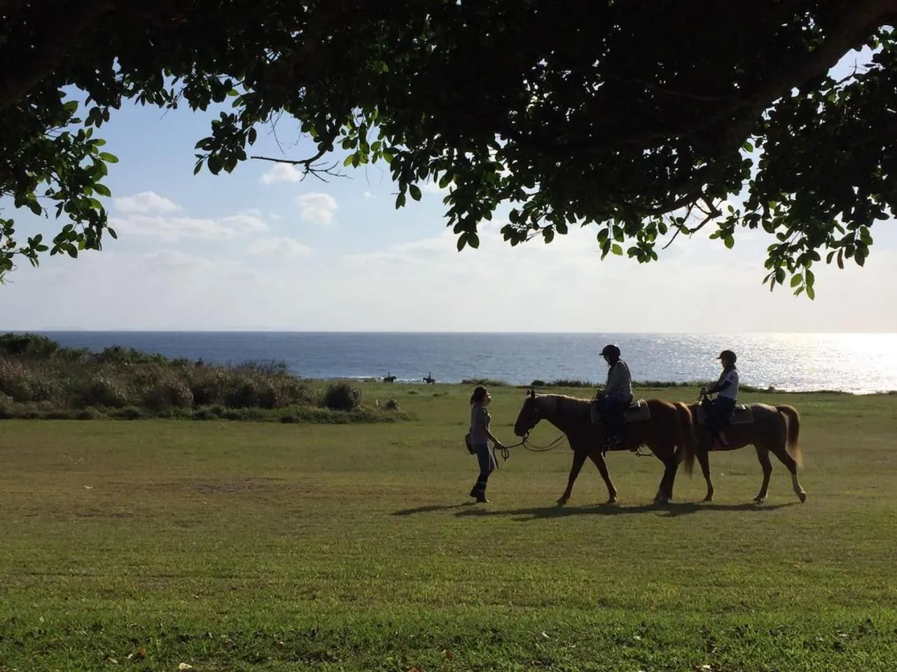 Horse-riding in Panorama