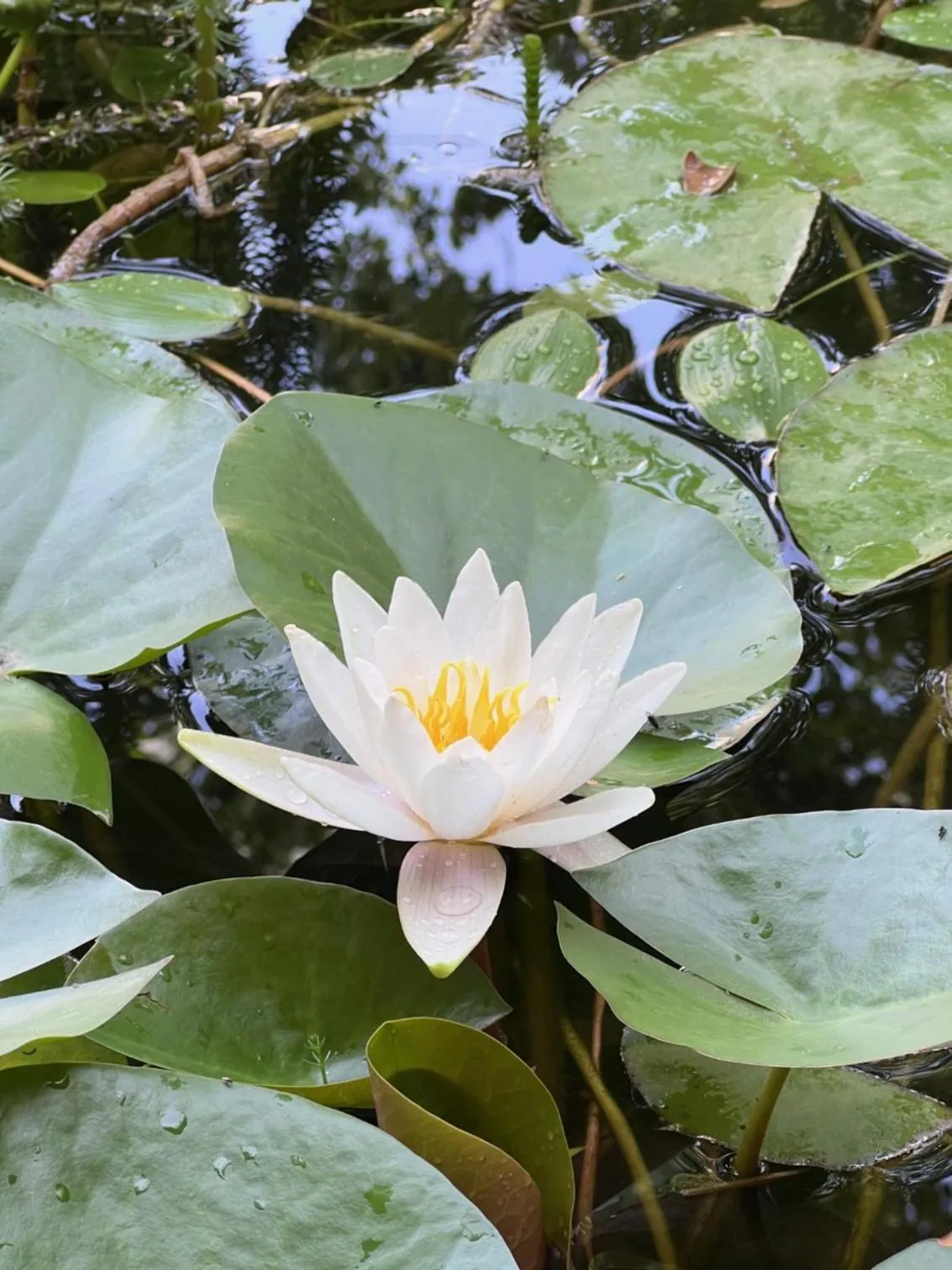 Garden in Le Clos des Queyries, Chambres d'Hôtes