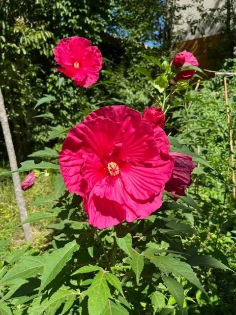 Garden in Le Clos des Queyries, Chambres d'Hôtes
