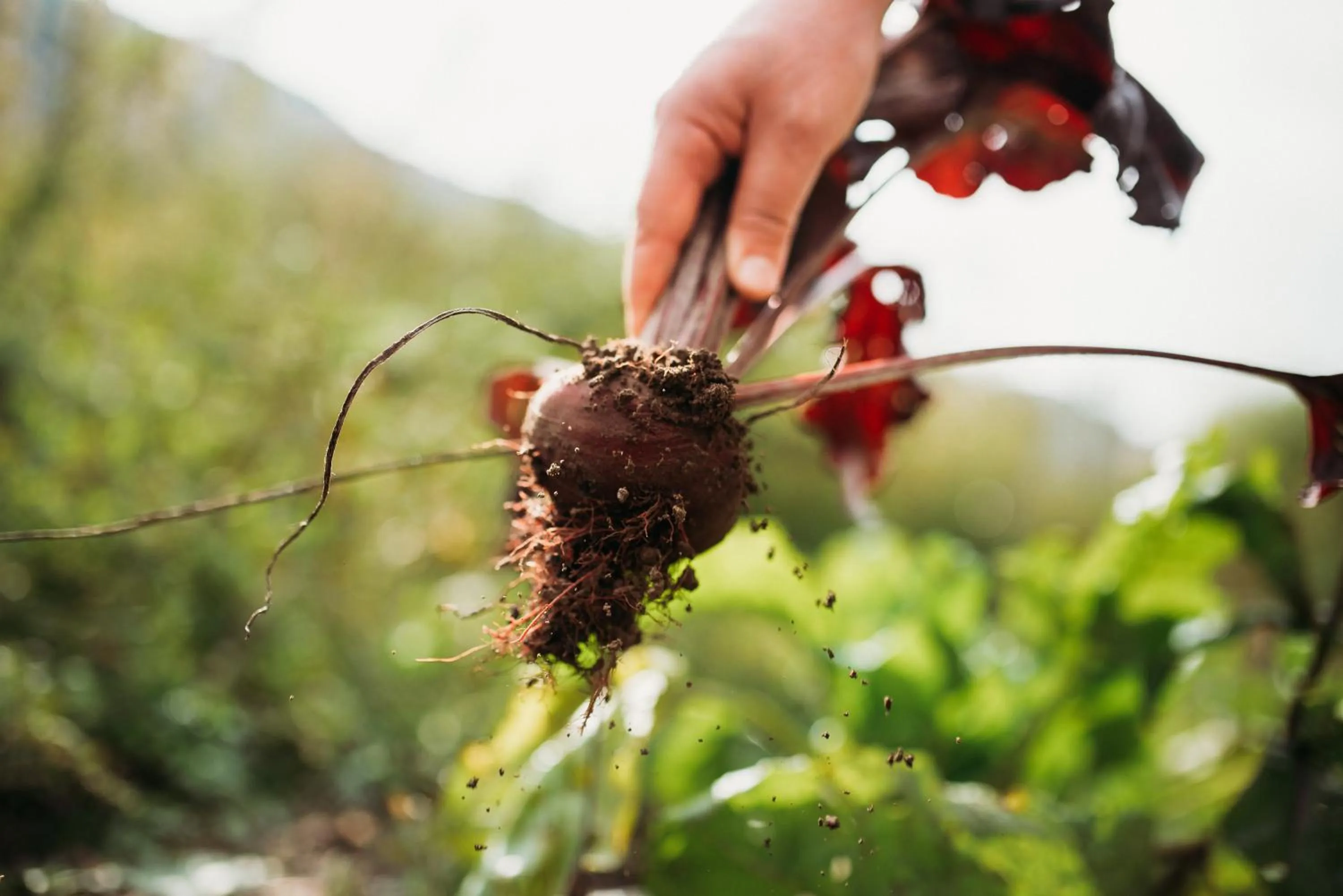 Garden in Weingut & Genusshotel Spitalerhof Superior