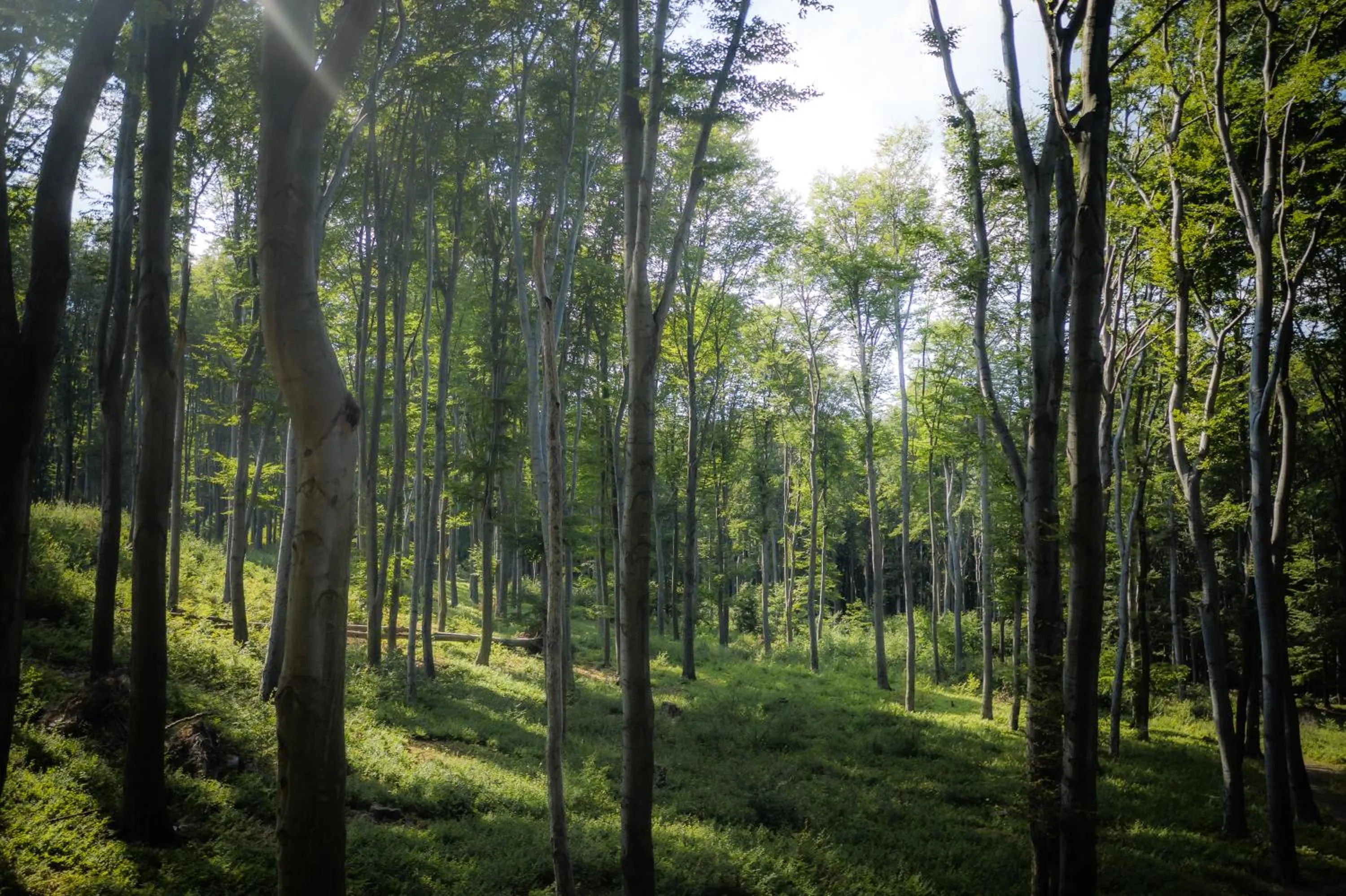 Off site in 4 Évszak Hegyihotel