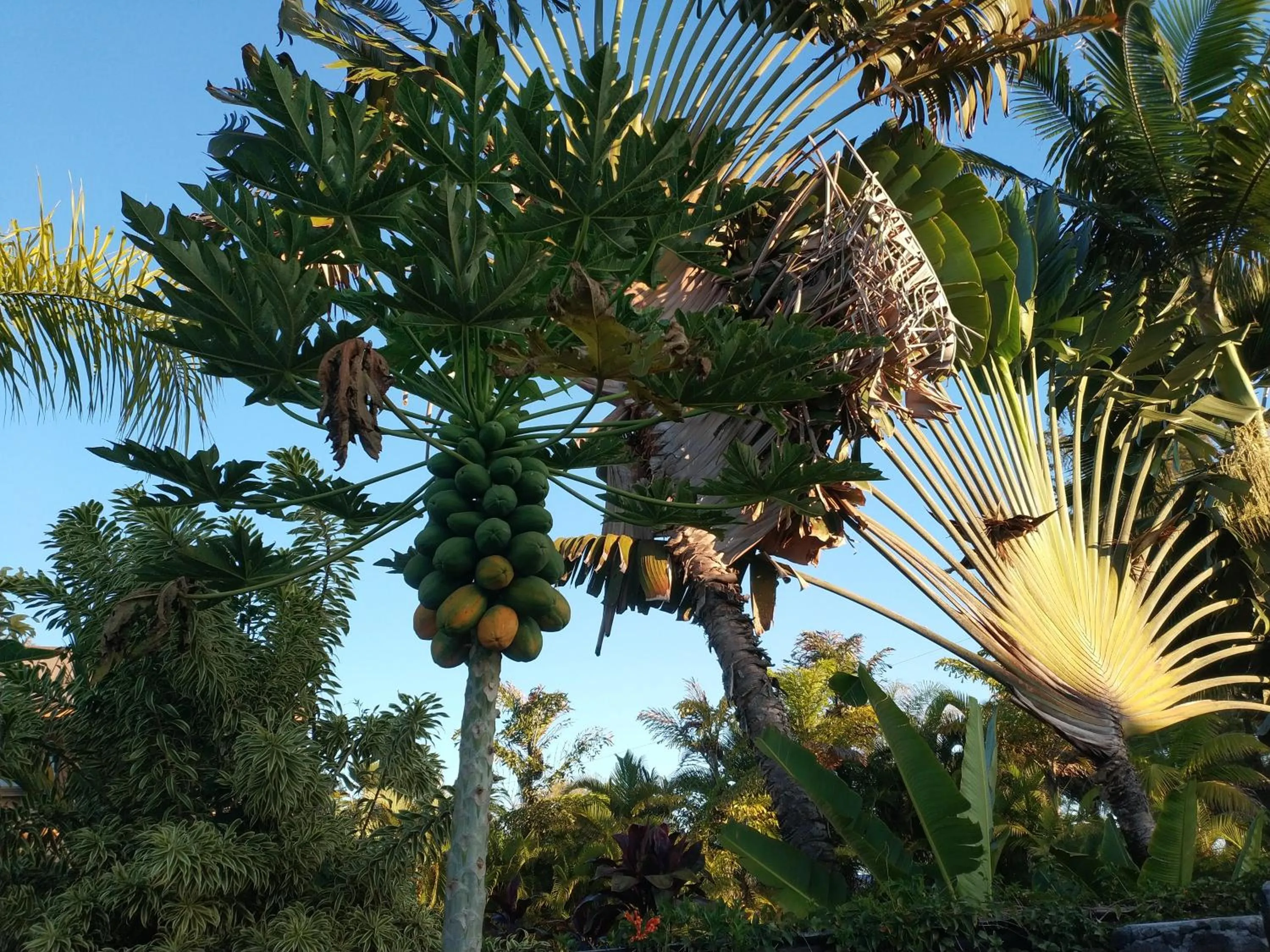 Garden in Ocean Breeze Inn