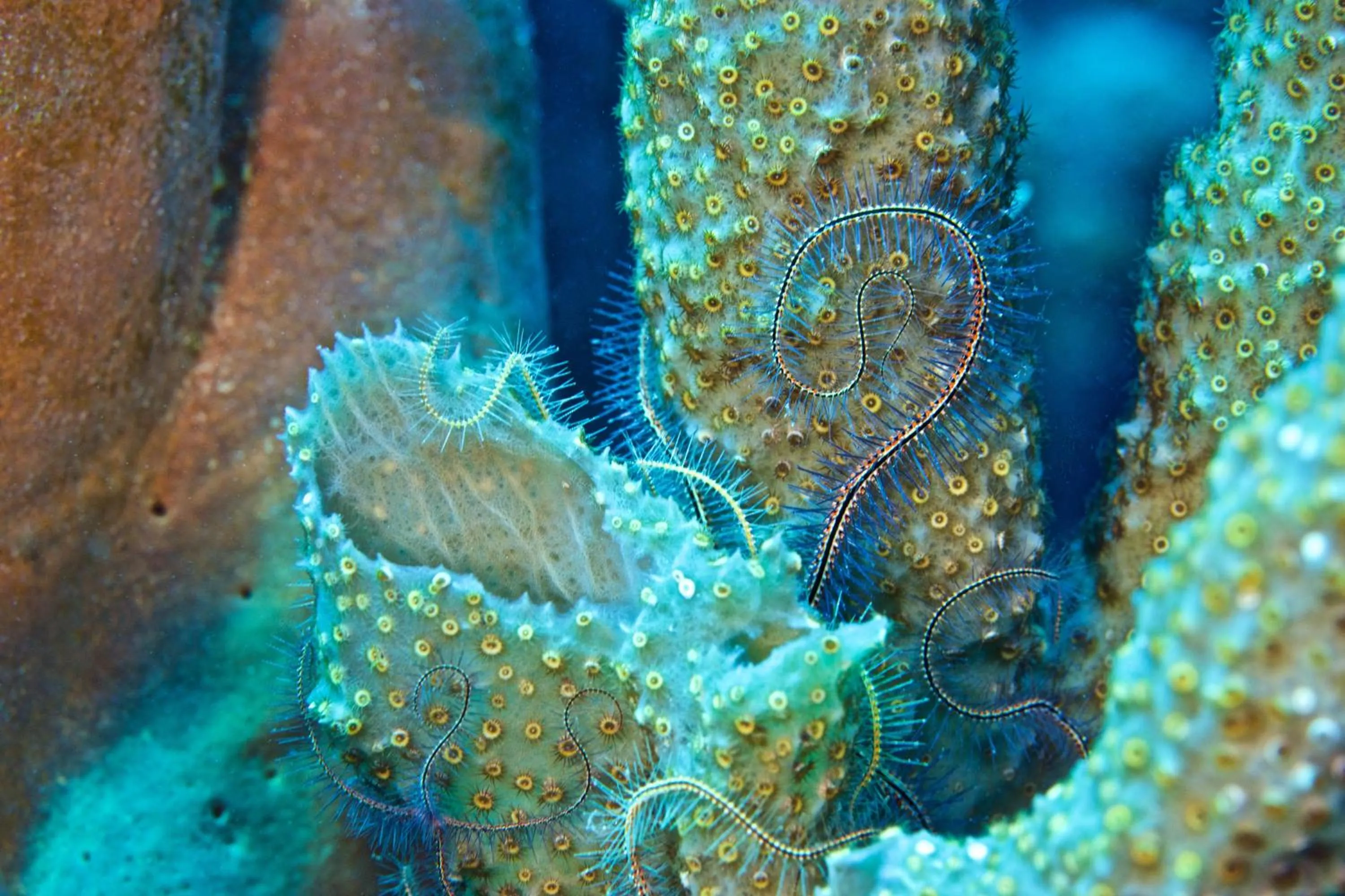 Diving in Seagrape Plantation Resort & Dive Center