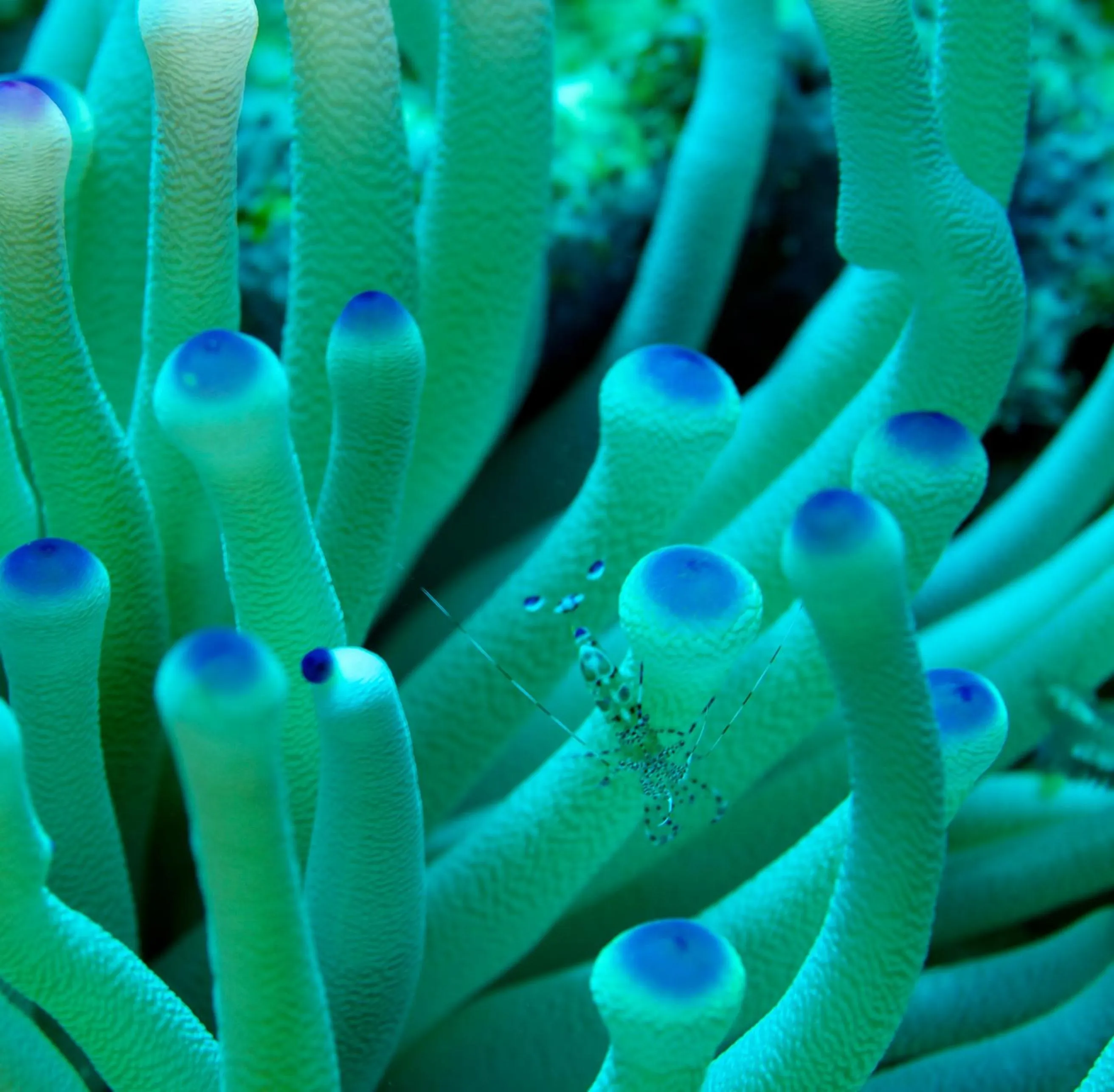 Diving in Seagrape Plantation Resort & Dive Center