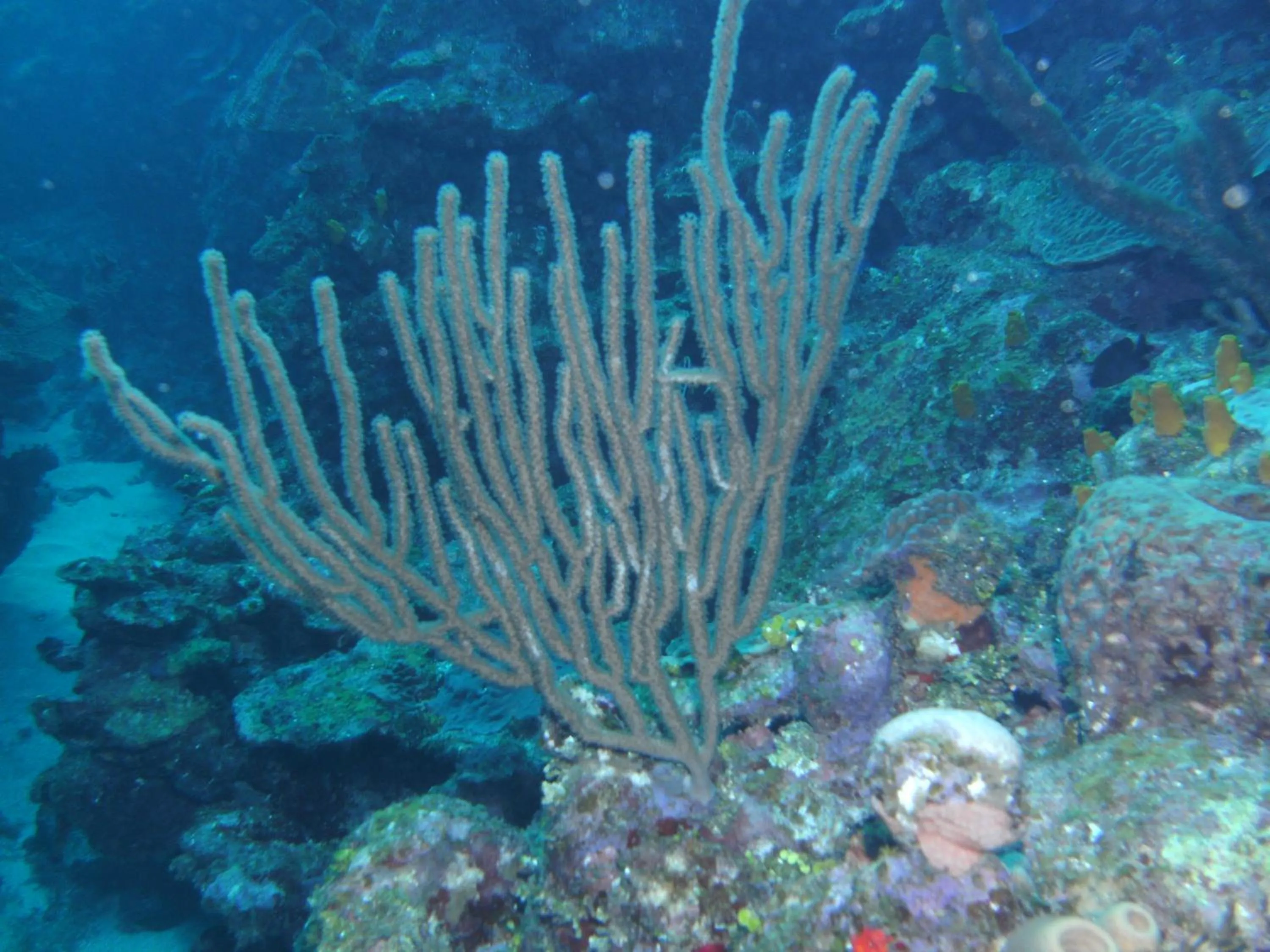 Diving in Seagrape Plantation Resort & Dive Center