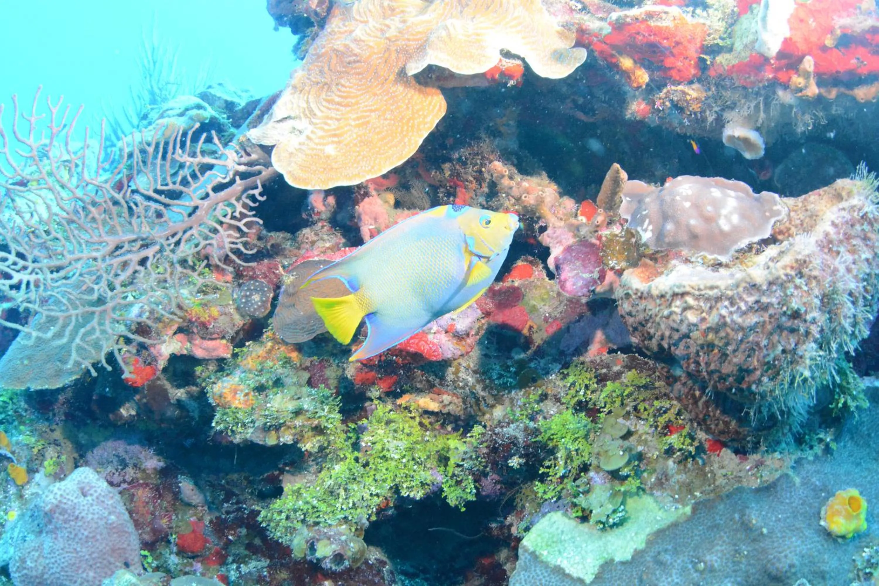 Diving in Seagrape Plantation Resort & Dive Center