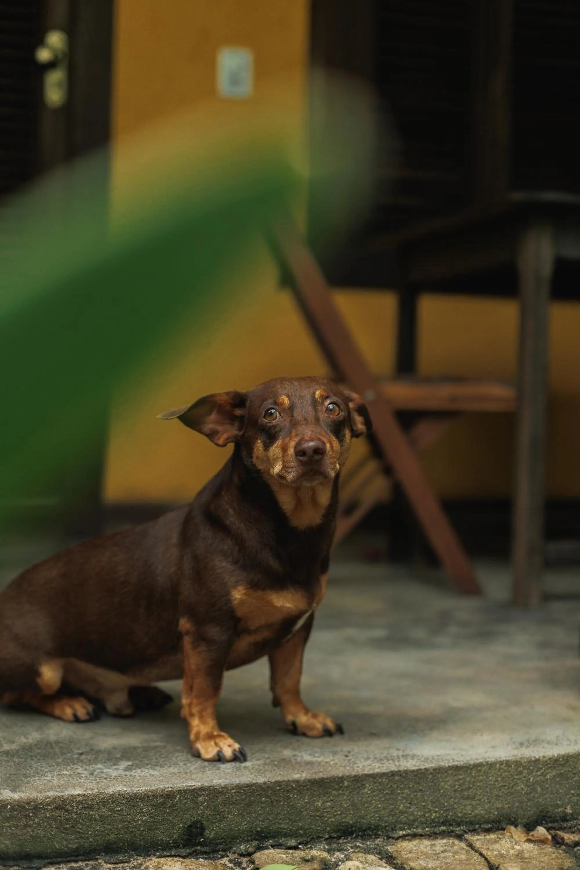 Pets in Pousada Pouso da Maré