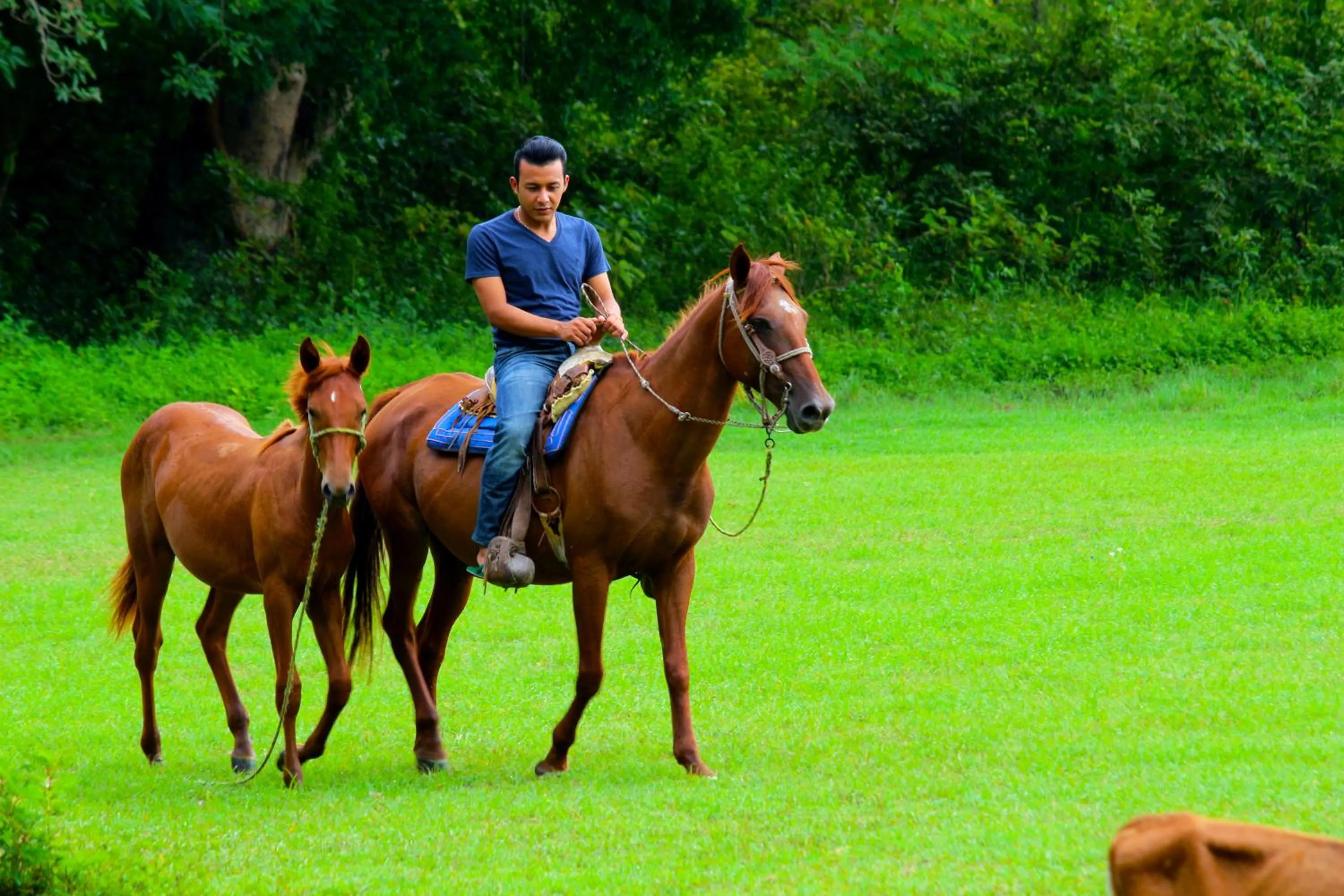 Horse-riding, Horseback Riding in Hotel SPA Taninul