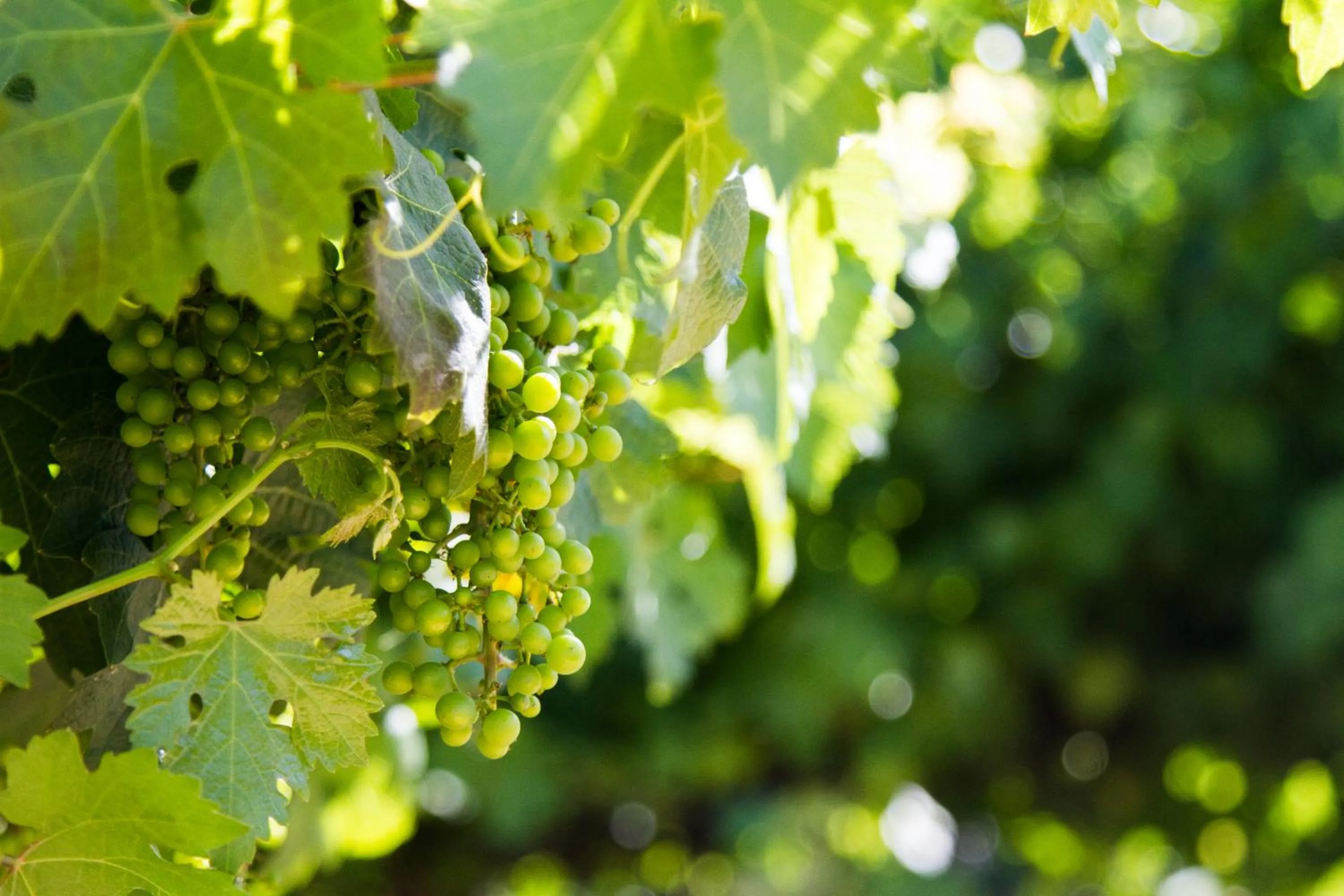 Garden view in Vibe Naftali Estate