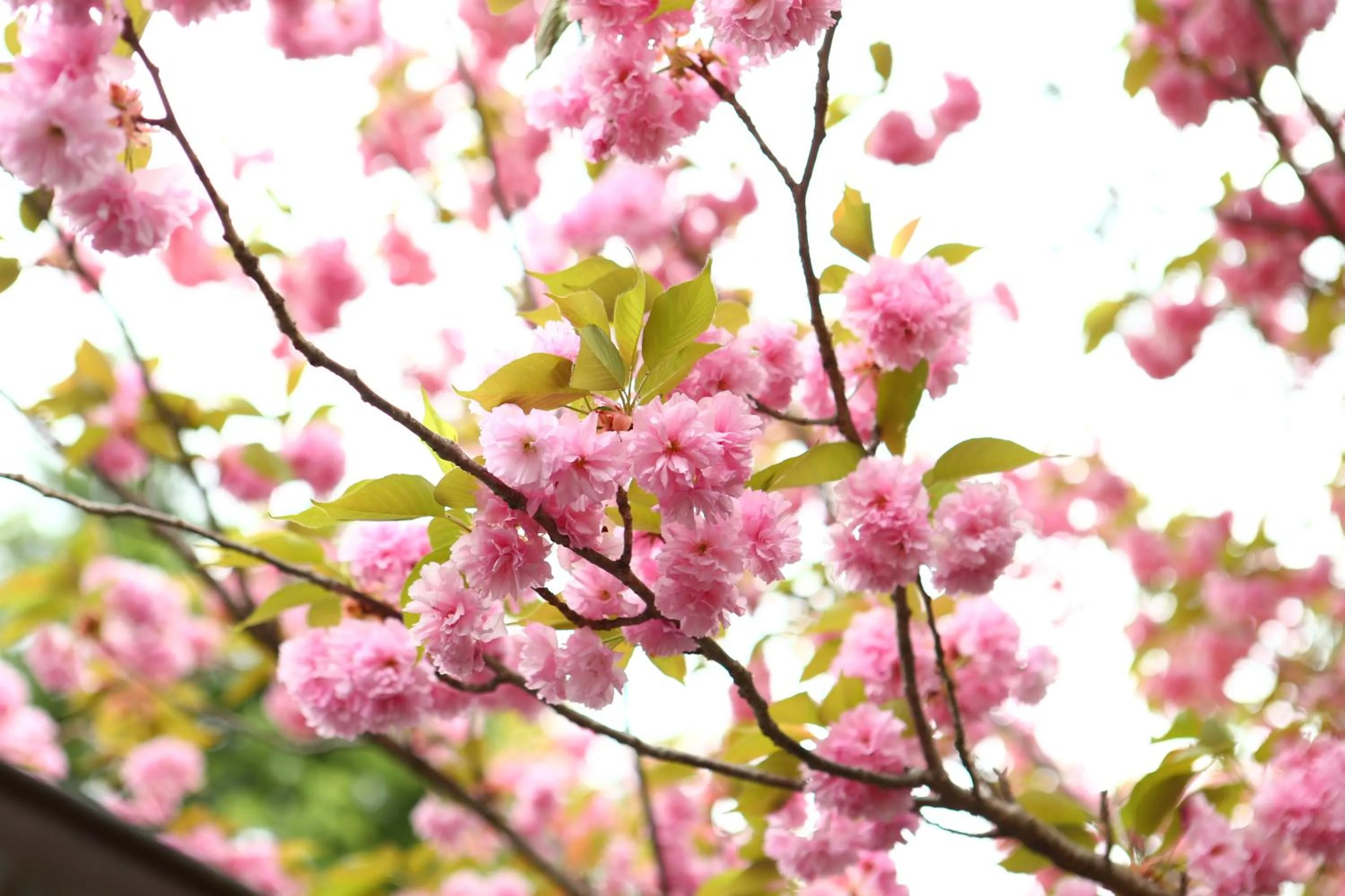 Garden view in Izumiya Zenbe