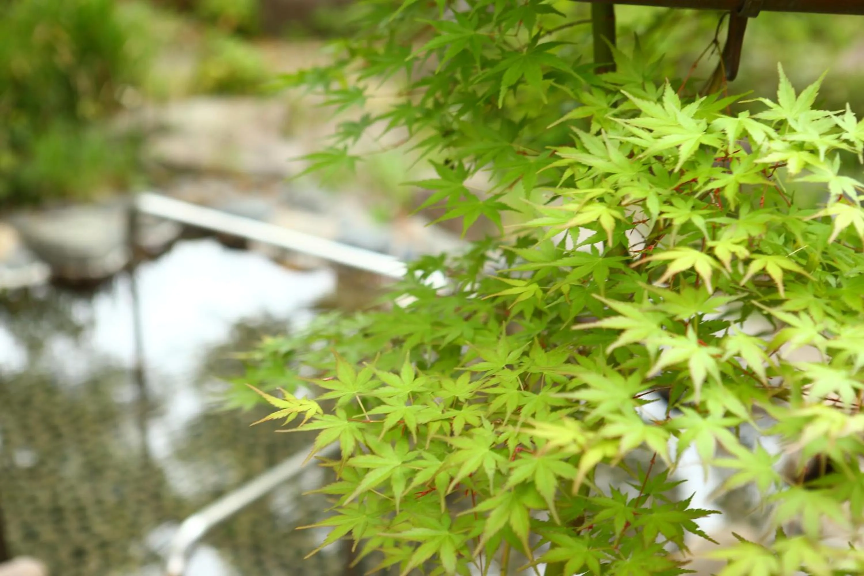 Garden view in Izumiya Zenbe
