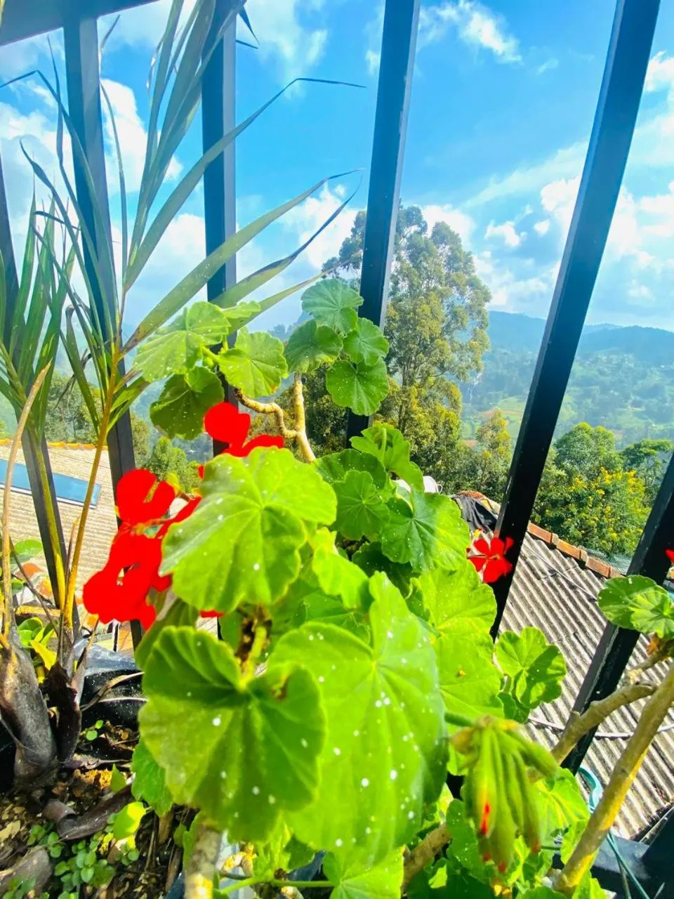 Garden in Pleasant Peak