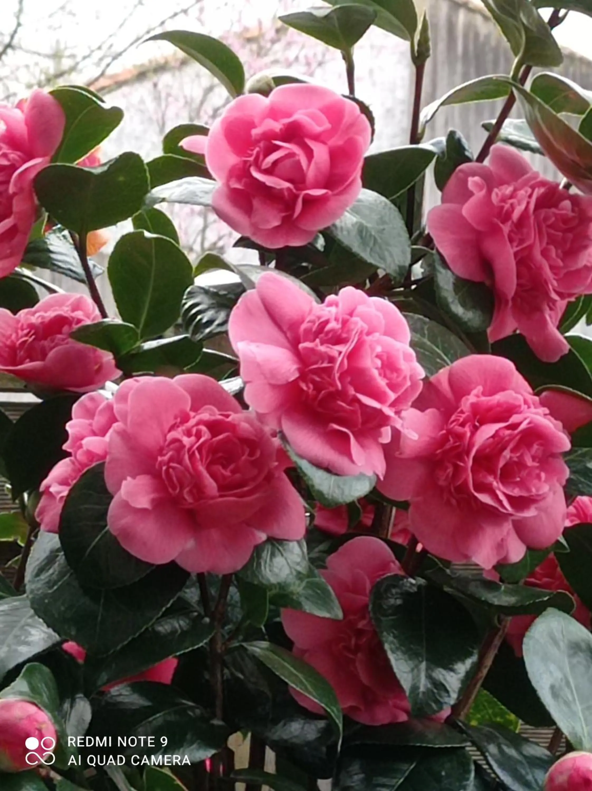 Garden in Le DOMAINE DES ECOLIERS B&B