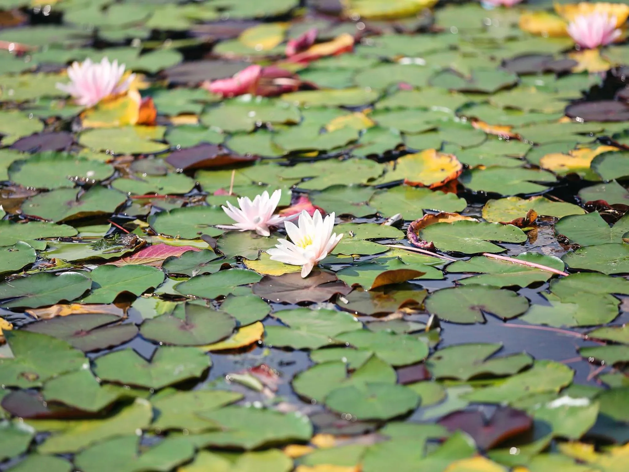Lake view in Hotel Royal X