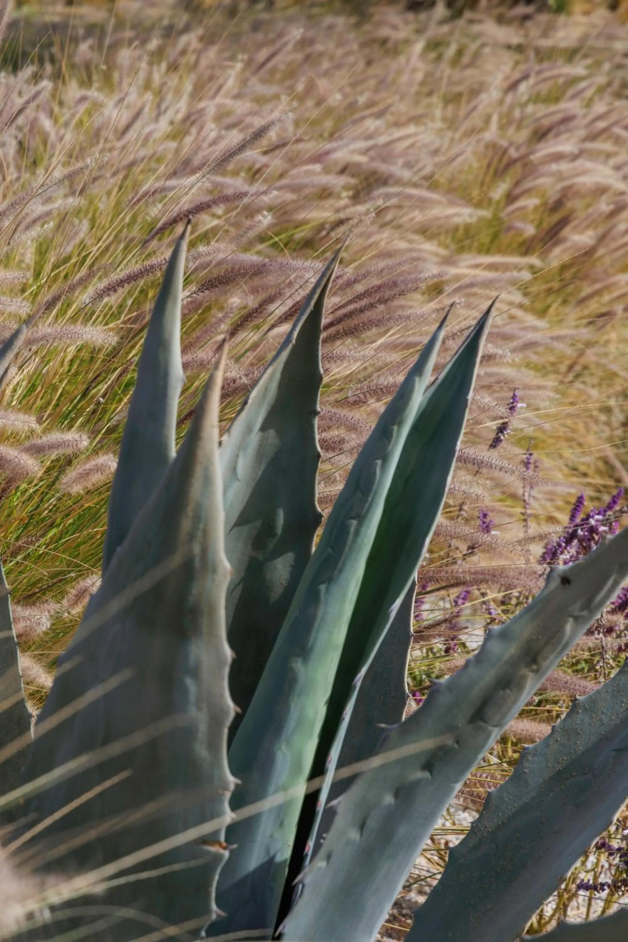 Natural landscape in Thalassa Naxos