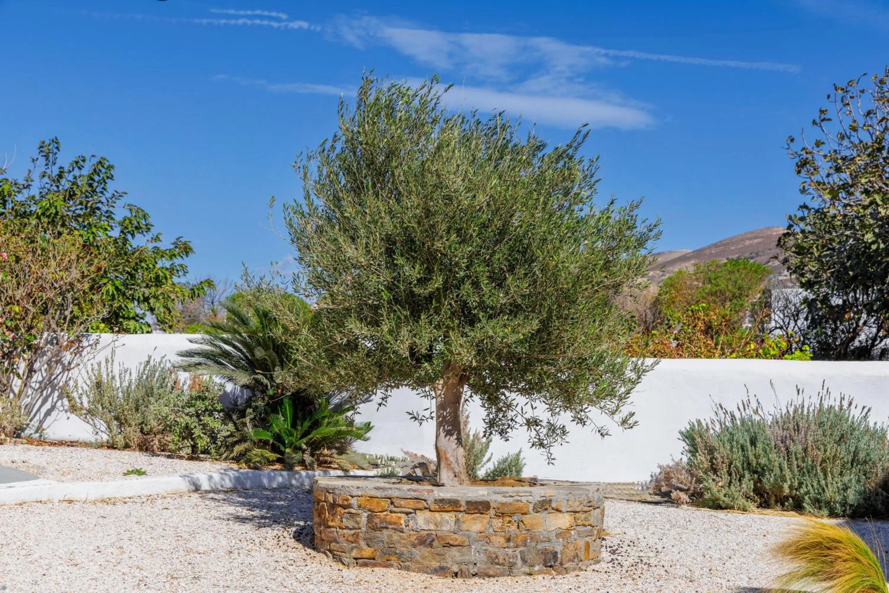 Garden view in Thalassa Naxos
