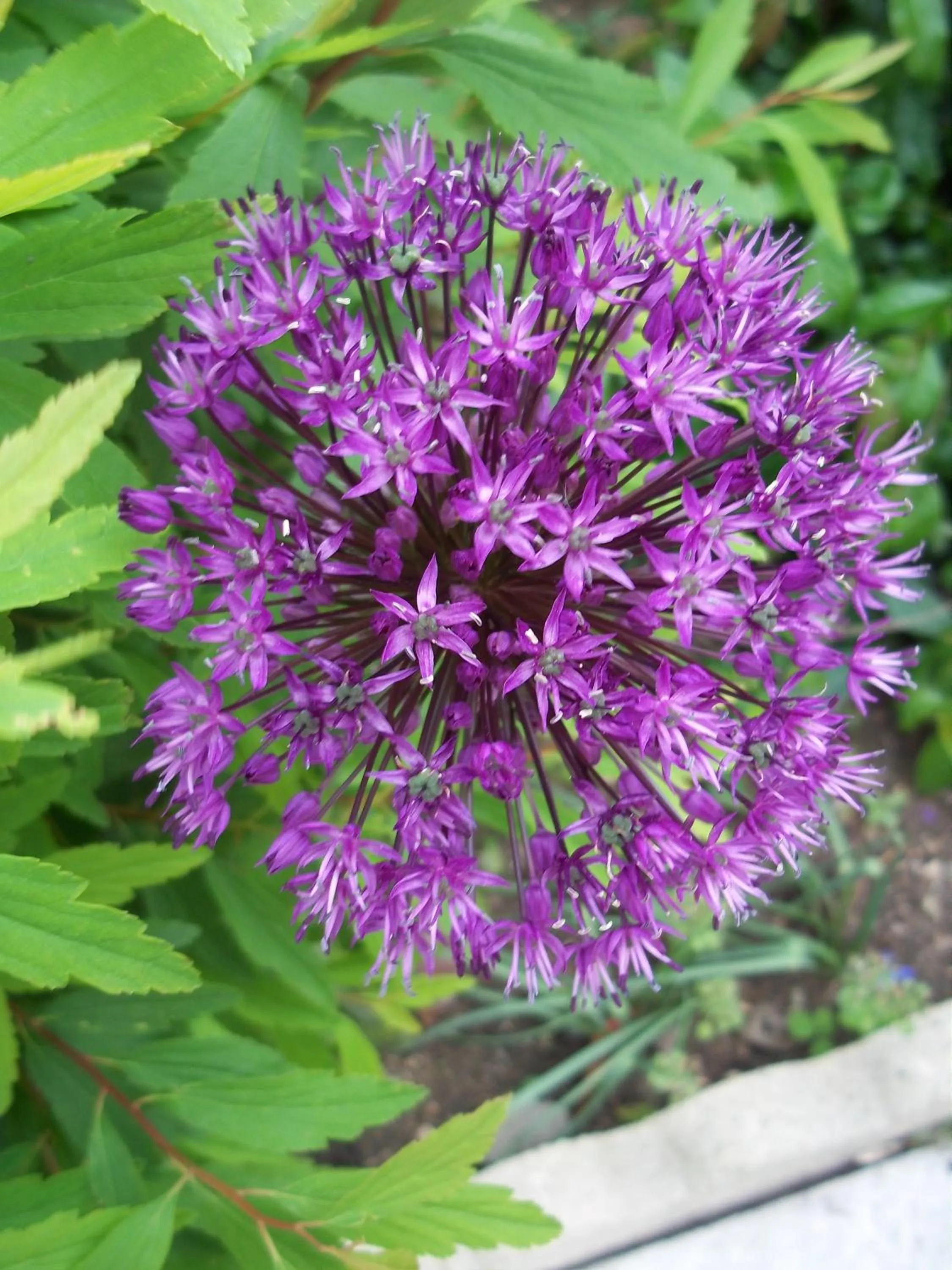 Garden in La Renardière