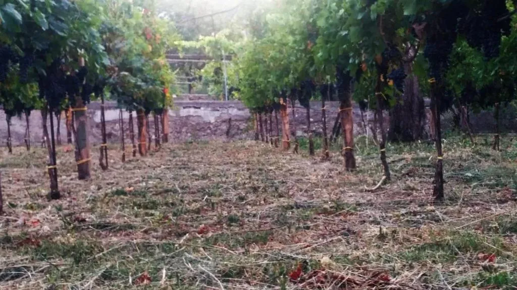 Garden in Contrada Vigna