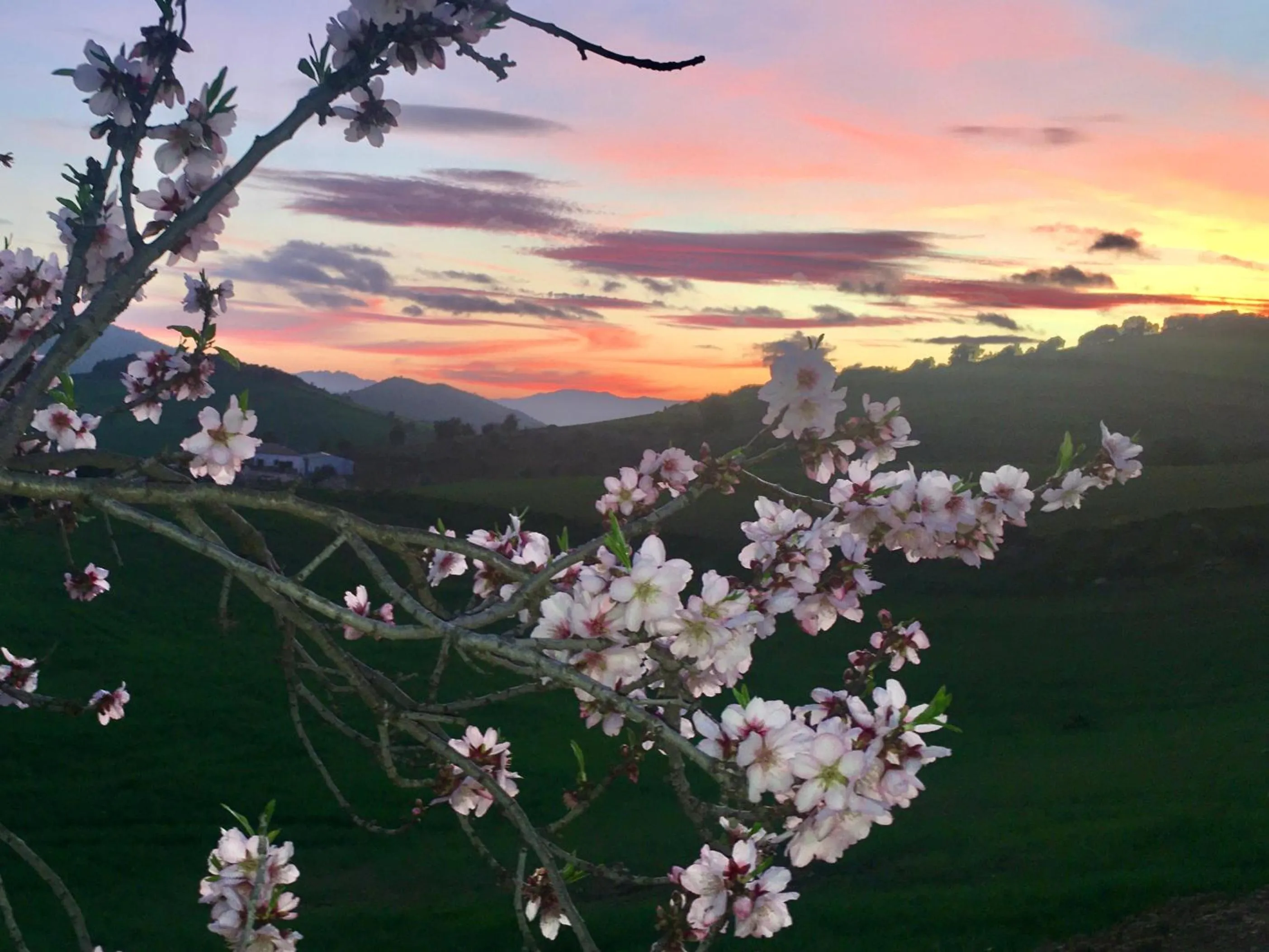 Finca Las Campanas II