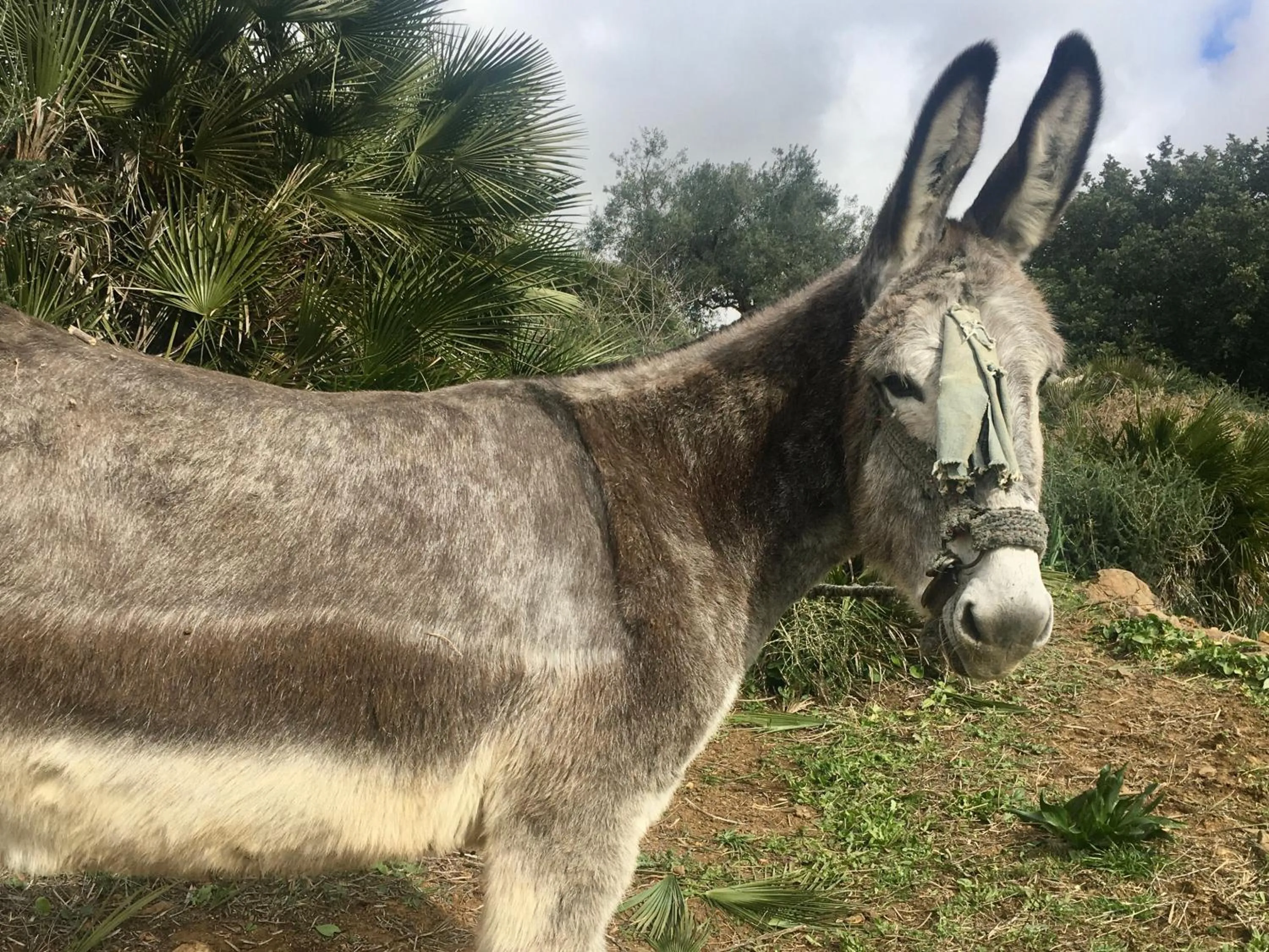 Animals in Finca Las Campanas II