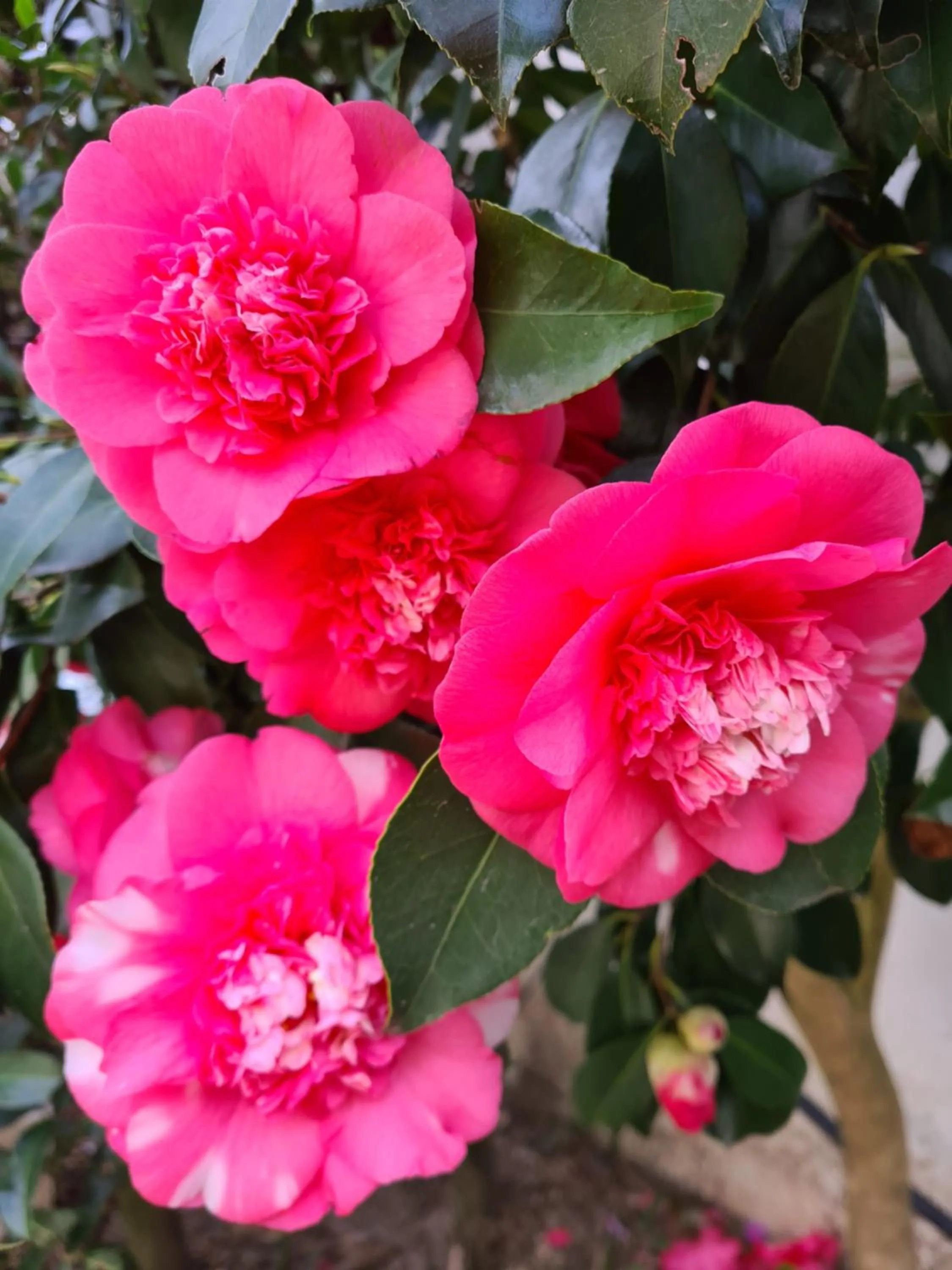 Garden in Pavillon Kalensa
