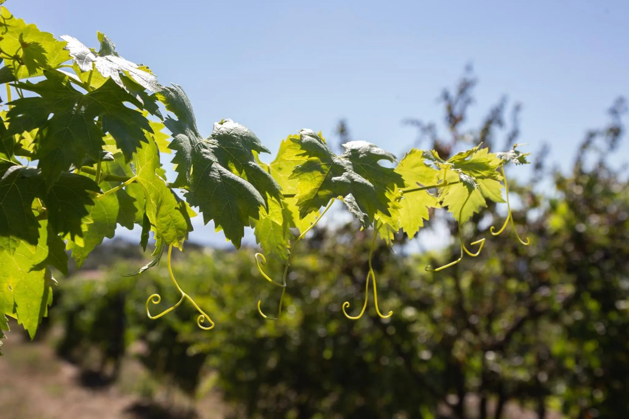 Spring in Quinta Da Estrada Winery Douro Valley