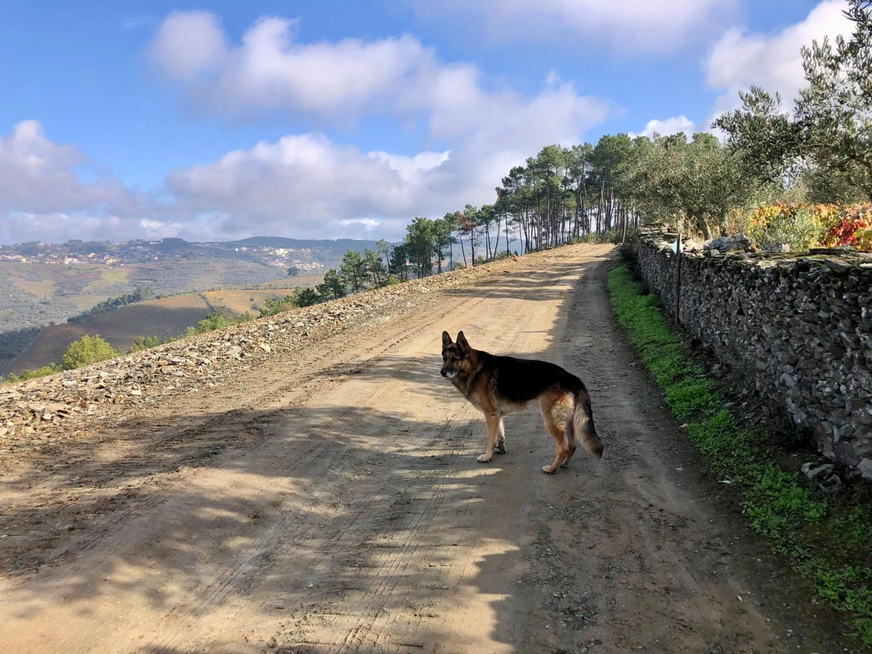 Neighbourhood in Quinta Da Estrada Winery Douro Valley