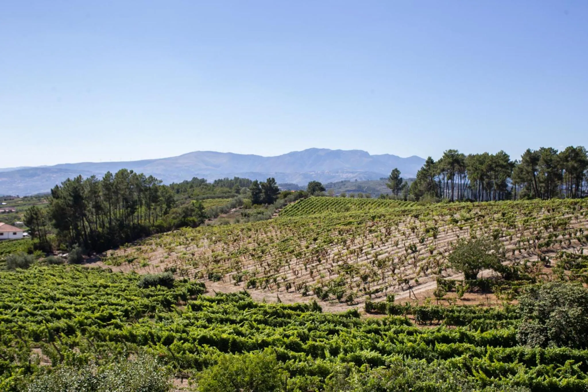 Spring in Quinta Da Estrada Winery Douro Valley