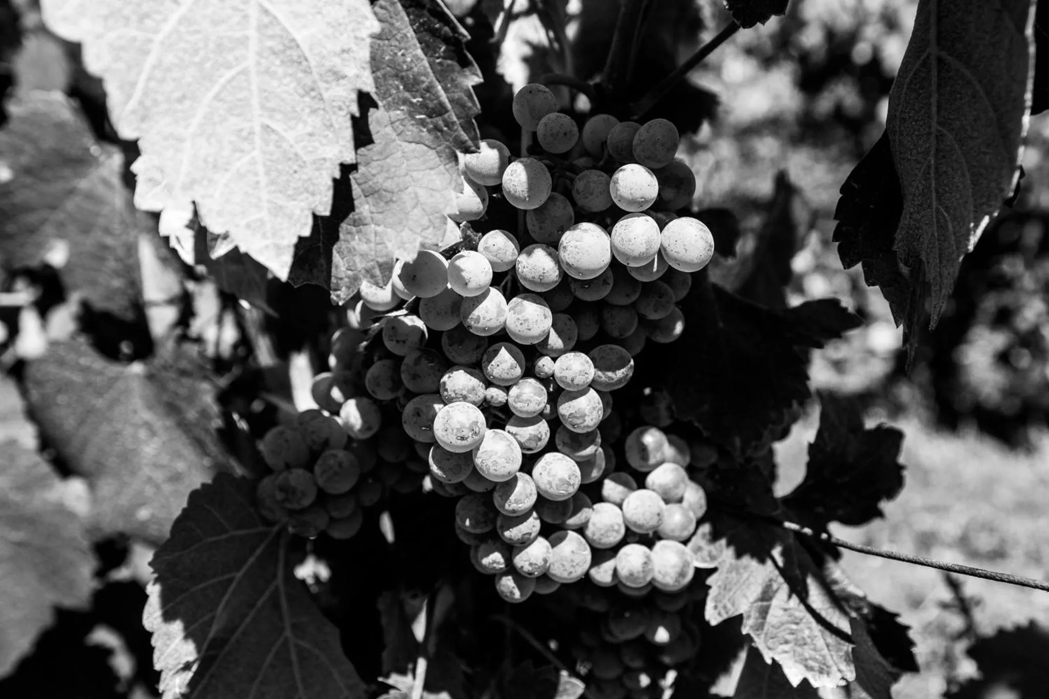 Day in Quinta Da Estrada Winery Douro Valley