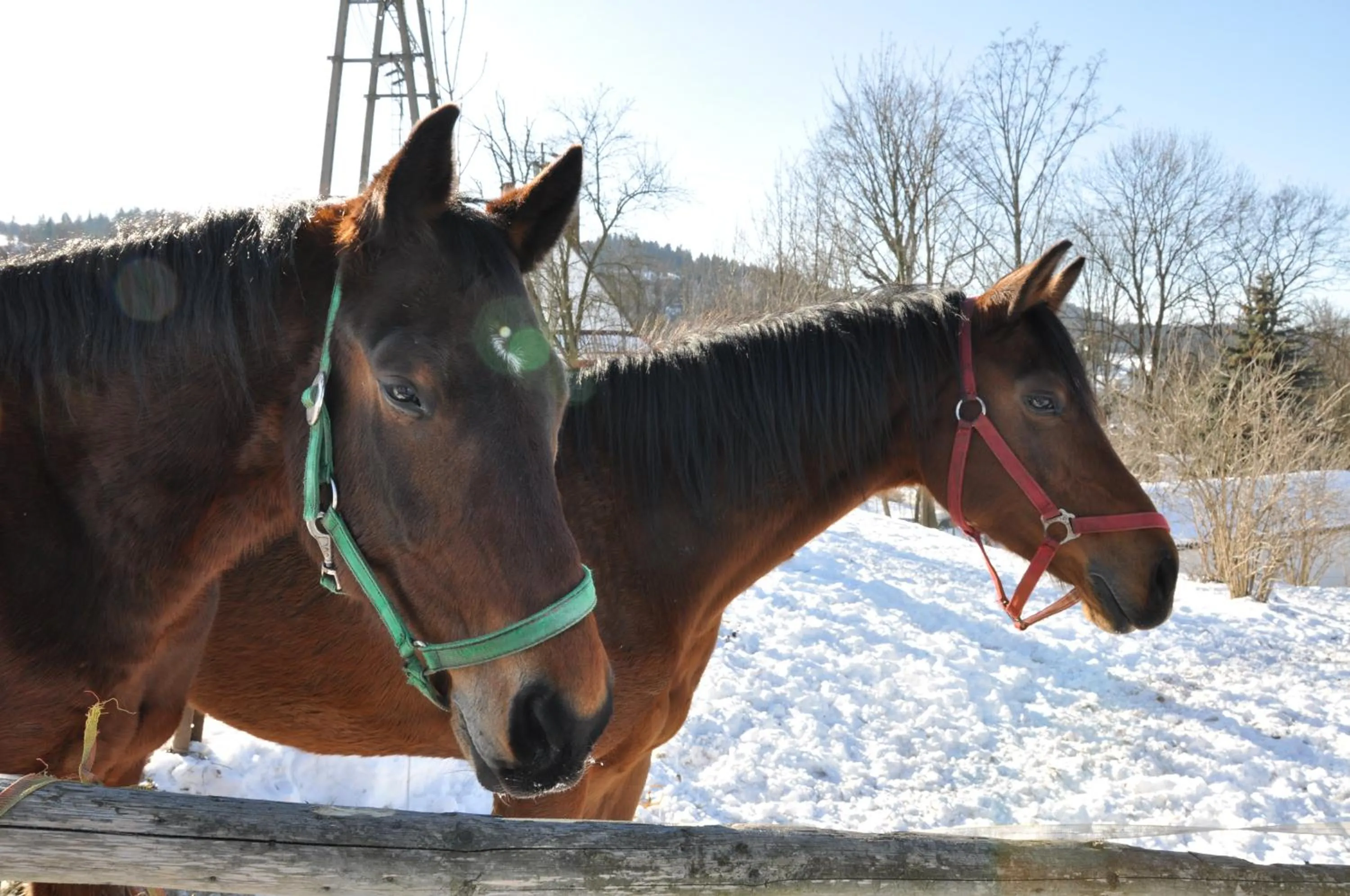 Horse-riding in Apartamenty Rajd Jaworki