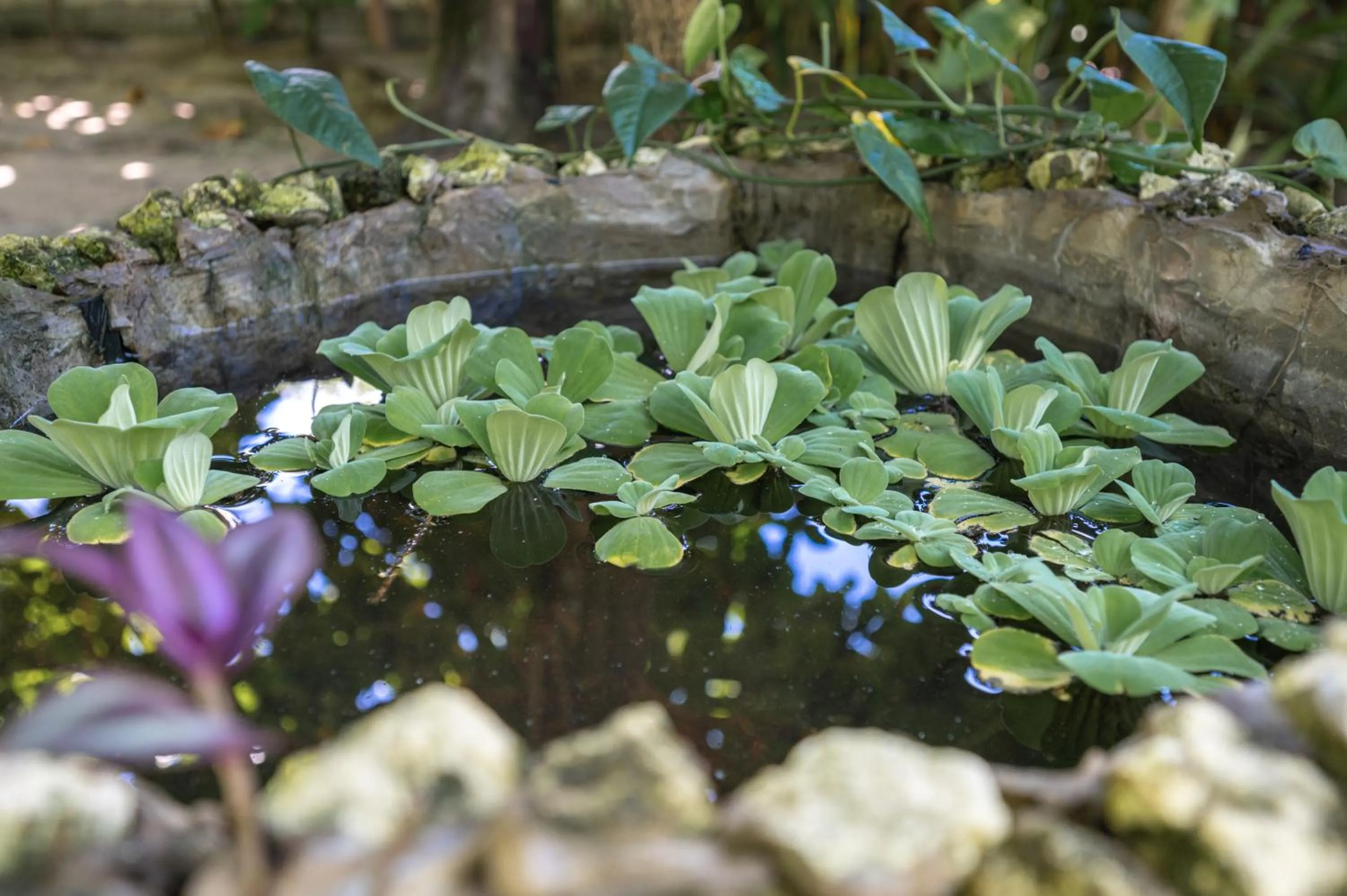 Garden in Soffta Surf Ranch