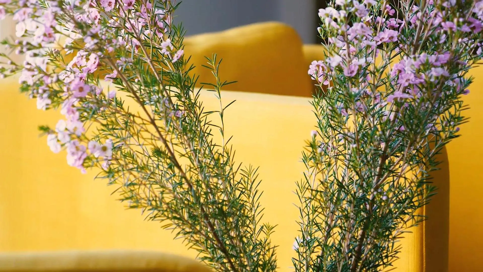 Jono kalnelis Apartments