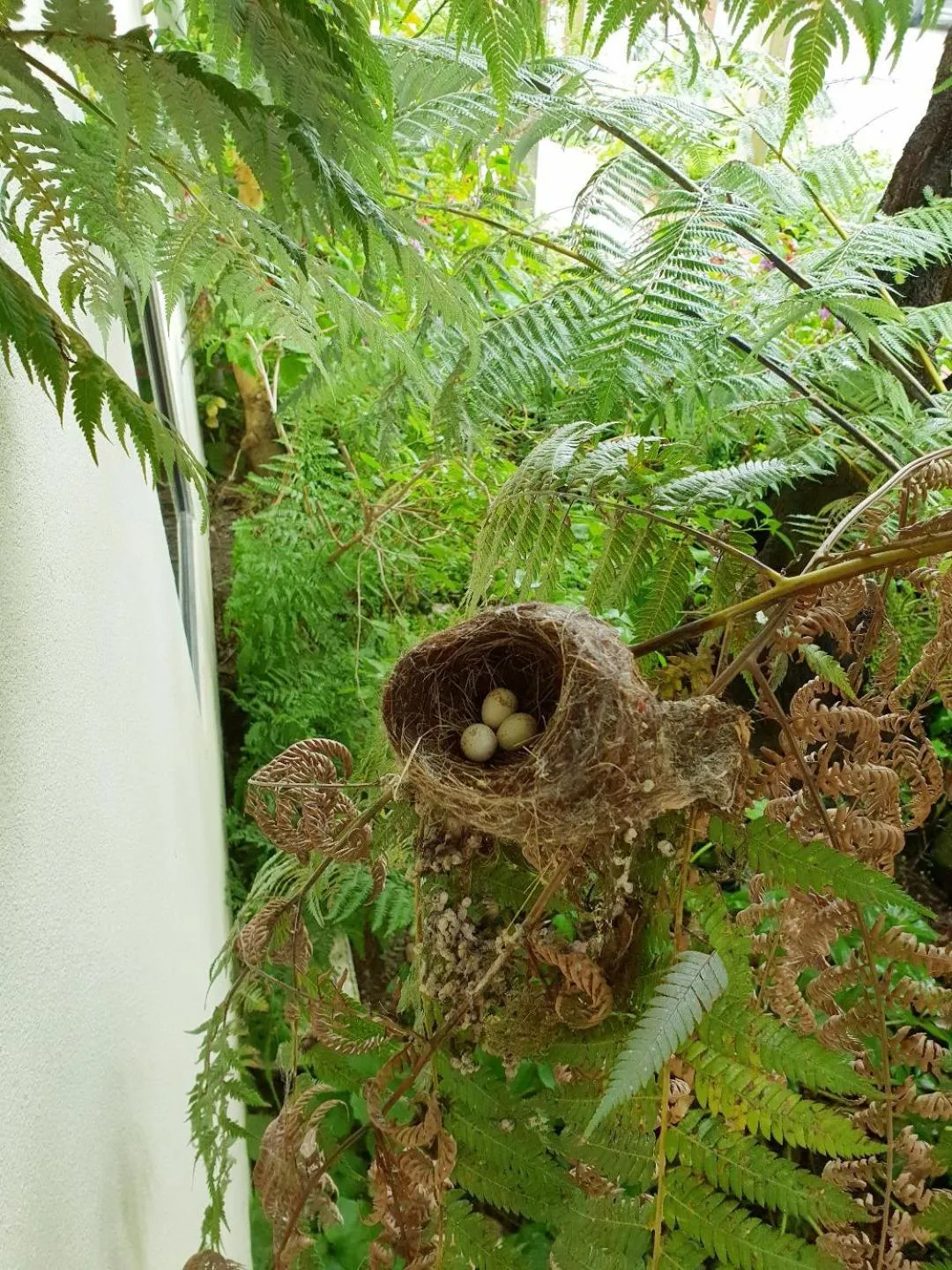 Garden in Te Mahuru Retreat