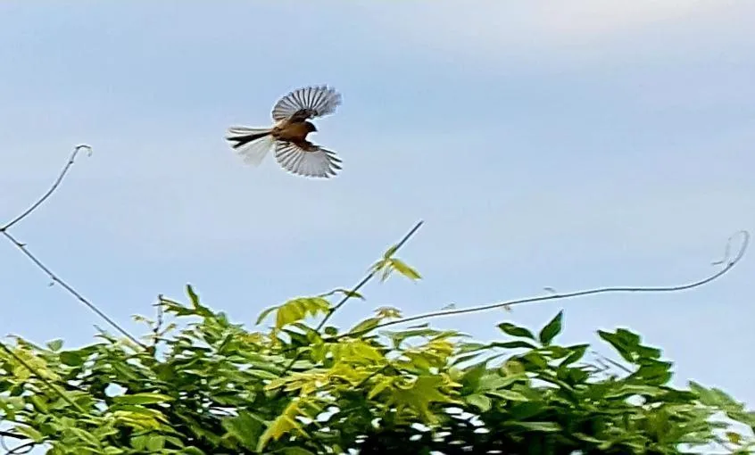 Animals in Te Mahuru Retreat